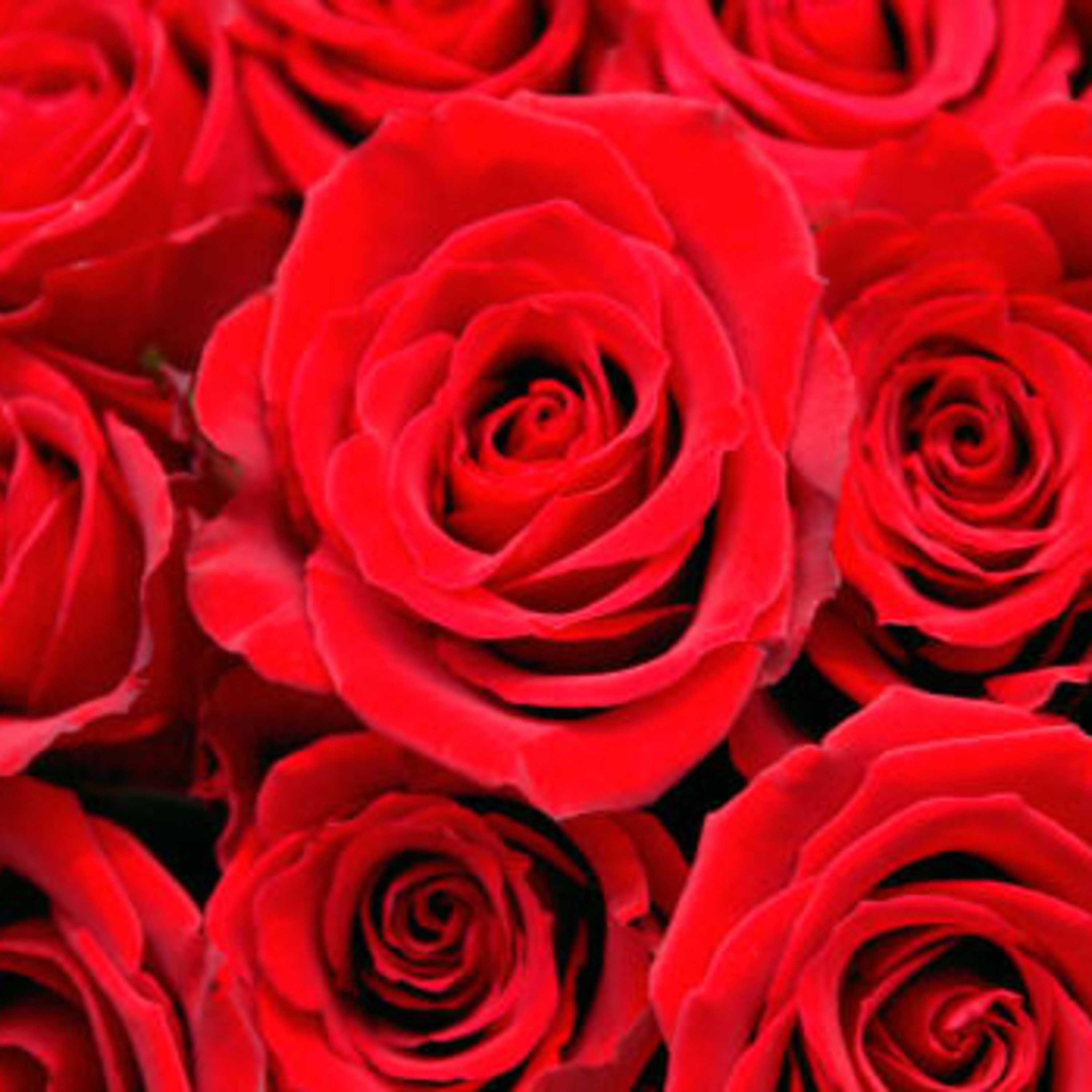 Happy Valentine’s Day to you! 😍🥰🌹 episode artwork