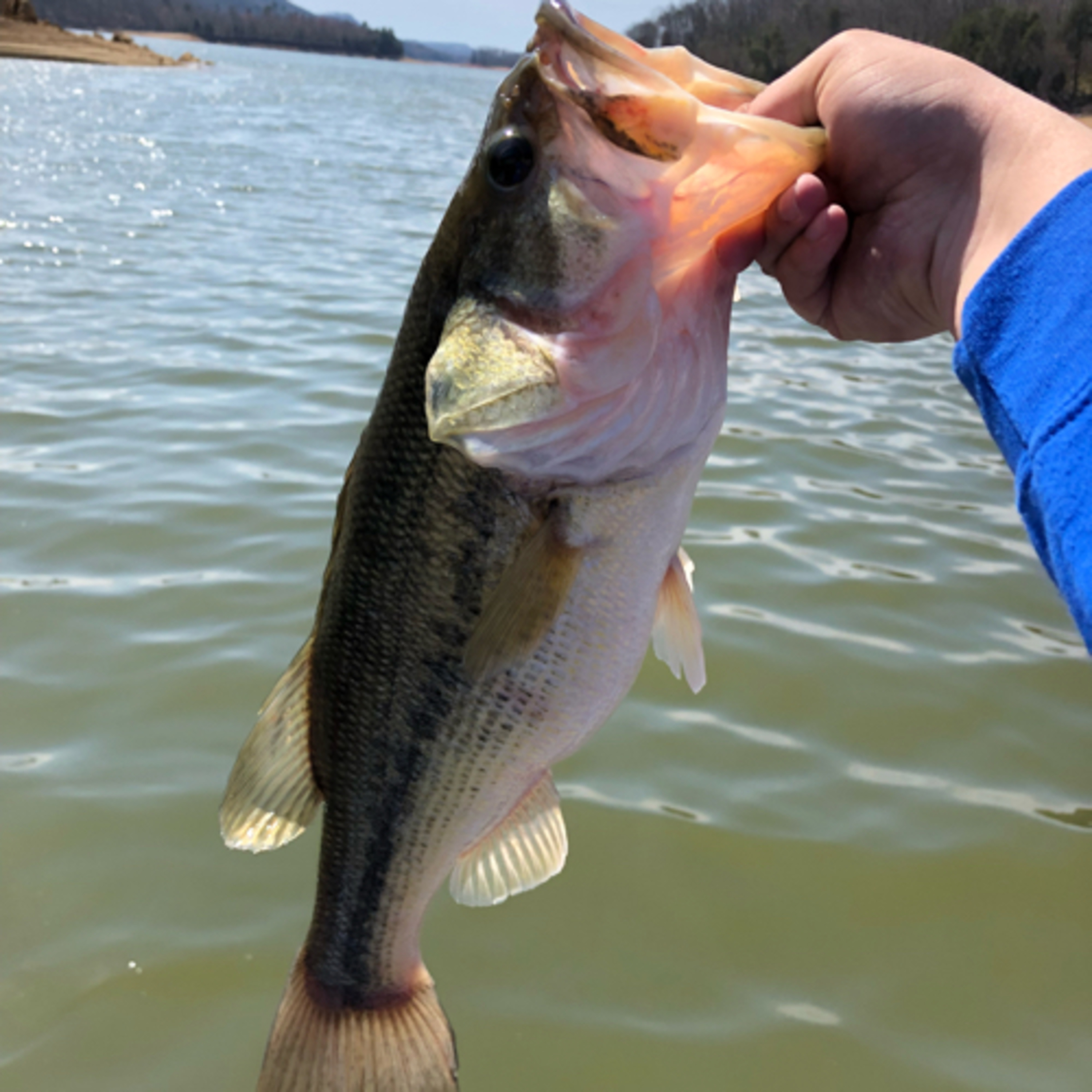 Spring Bass Fishing