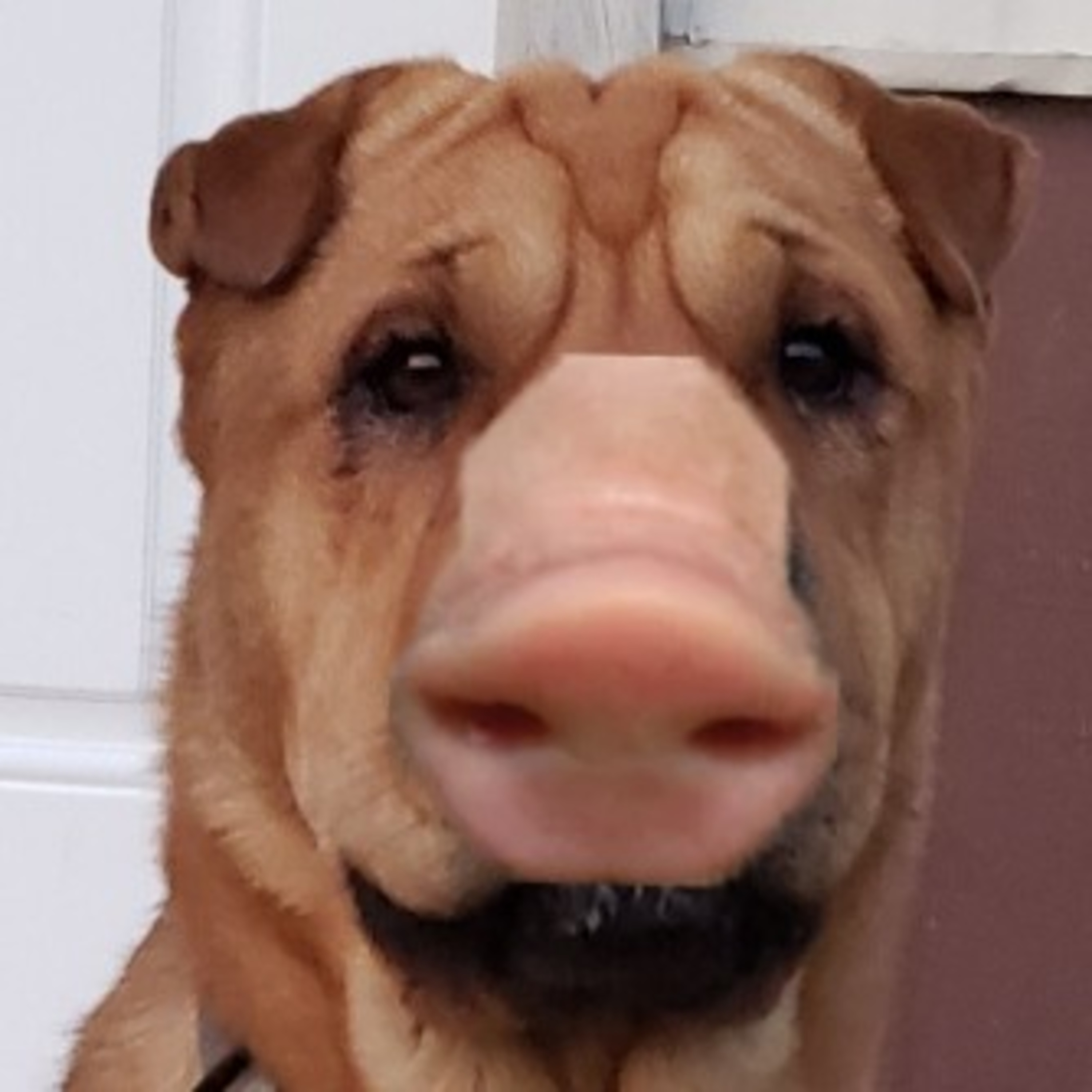 Test pickle