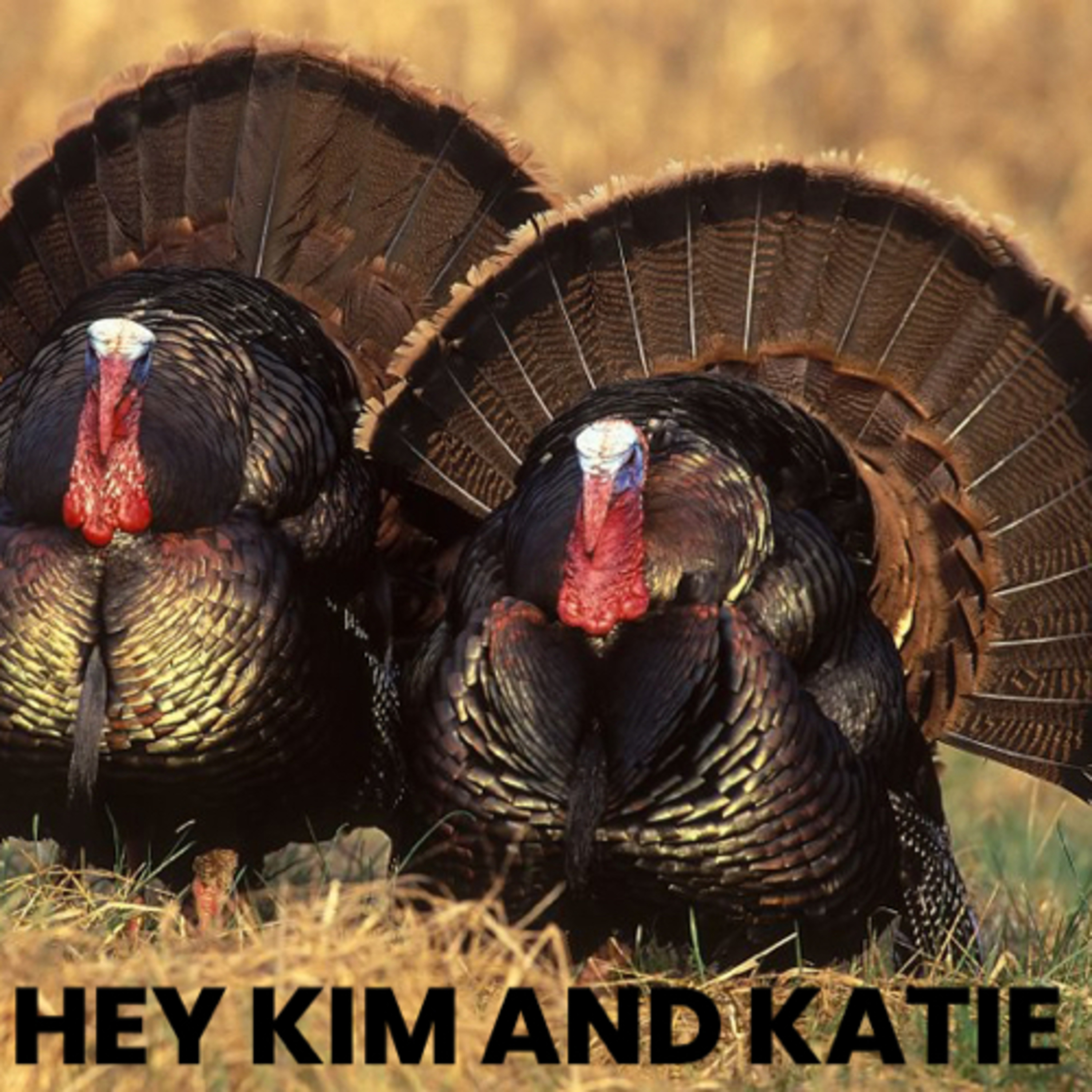 Hey You Turkeys!