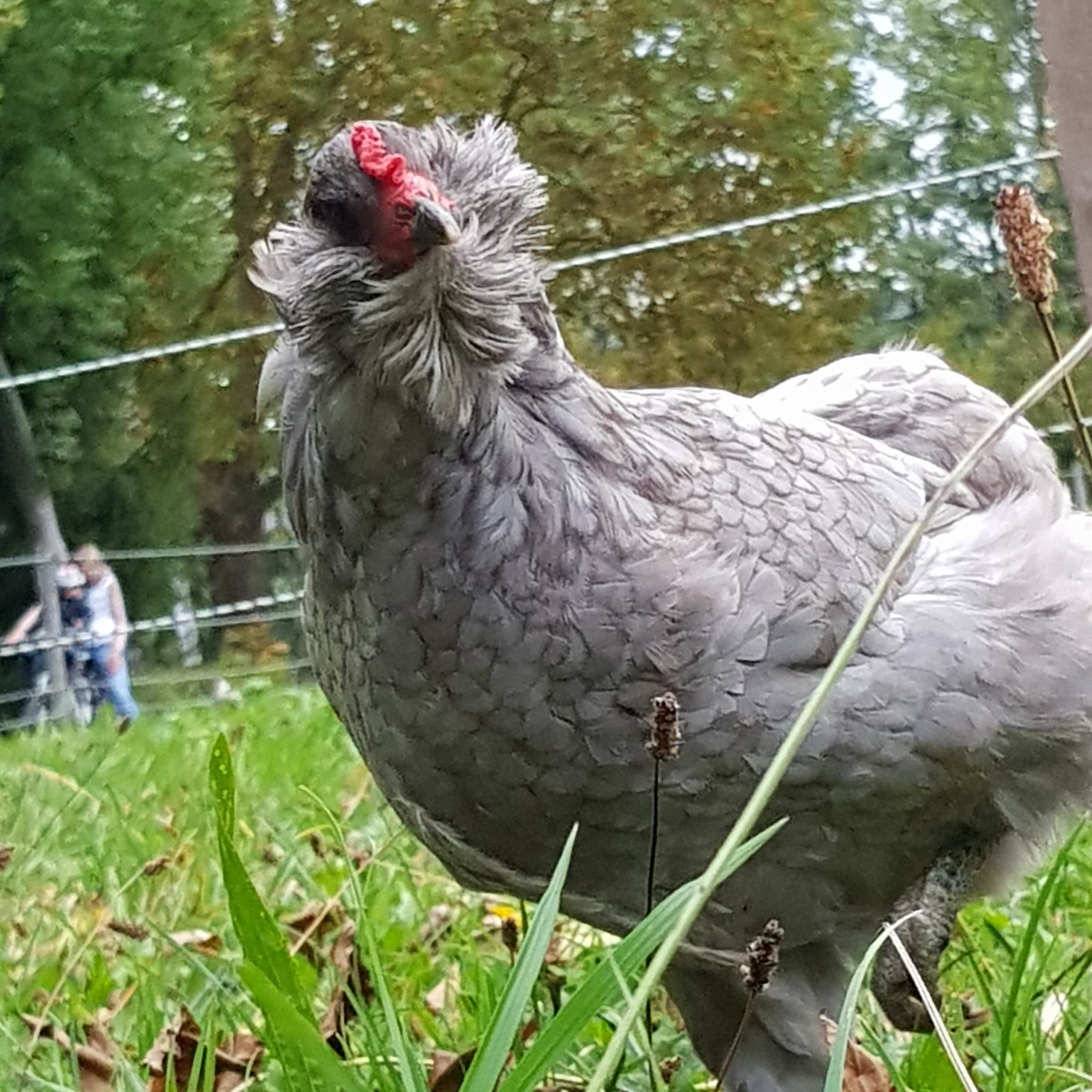 Intro Ben\'s Tierwelt