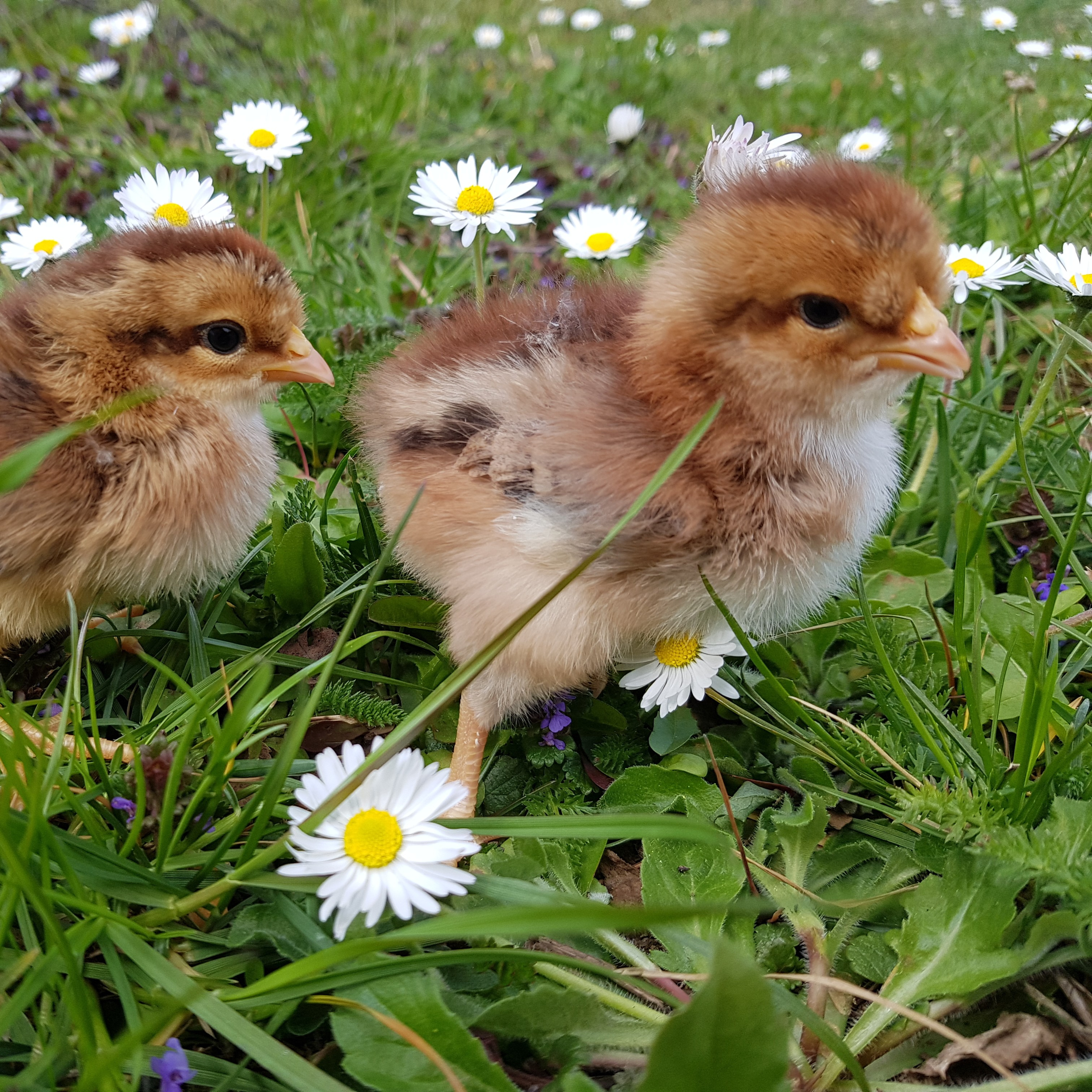 Intro Ben\'s Tierwelt