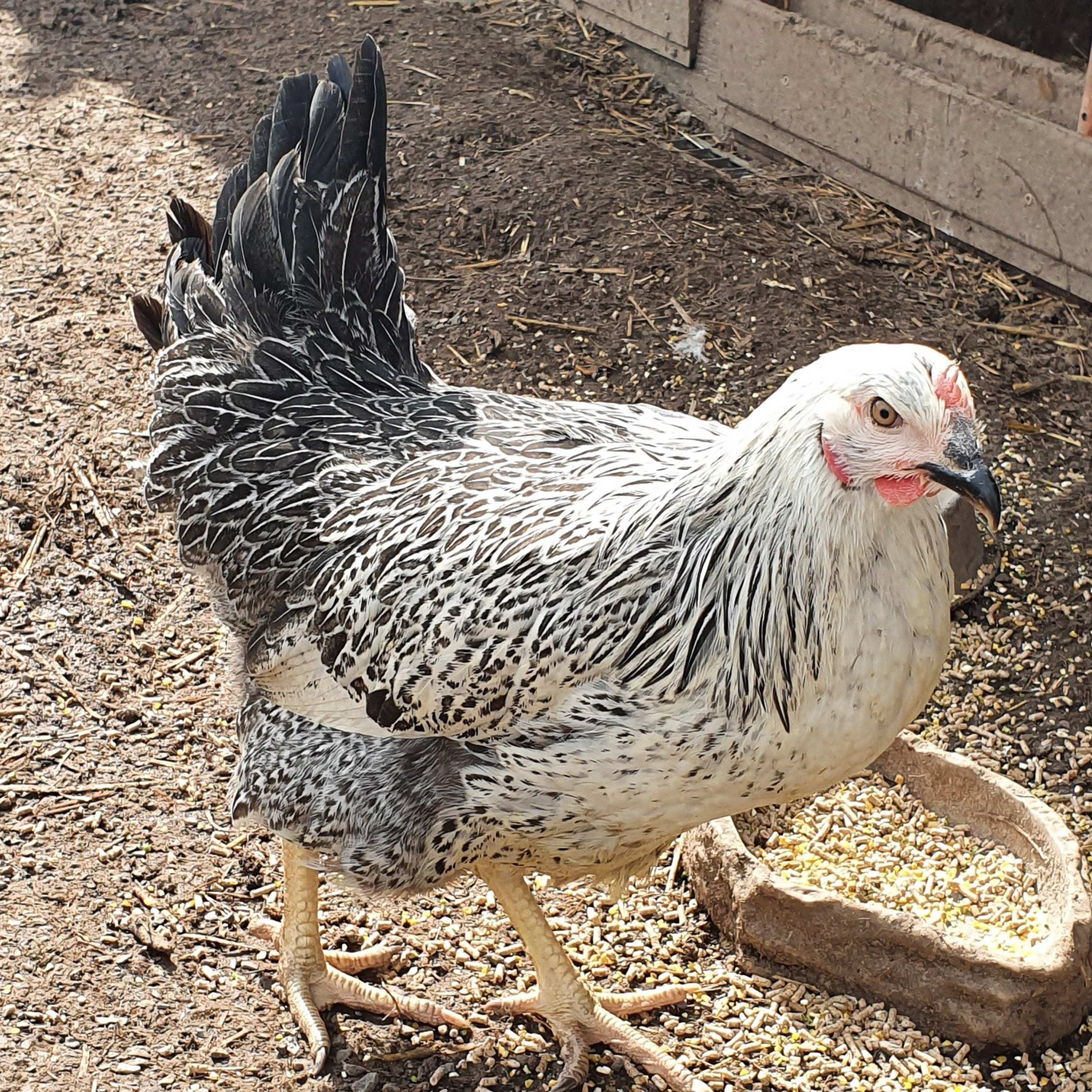 Intro Ben\'s Tierwelt