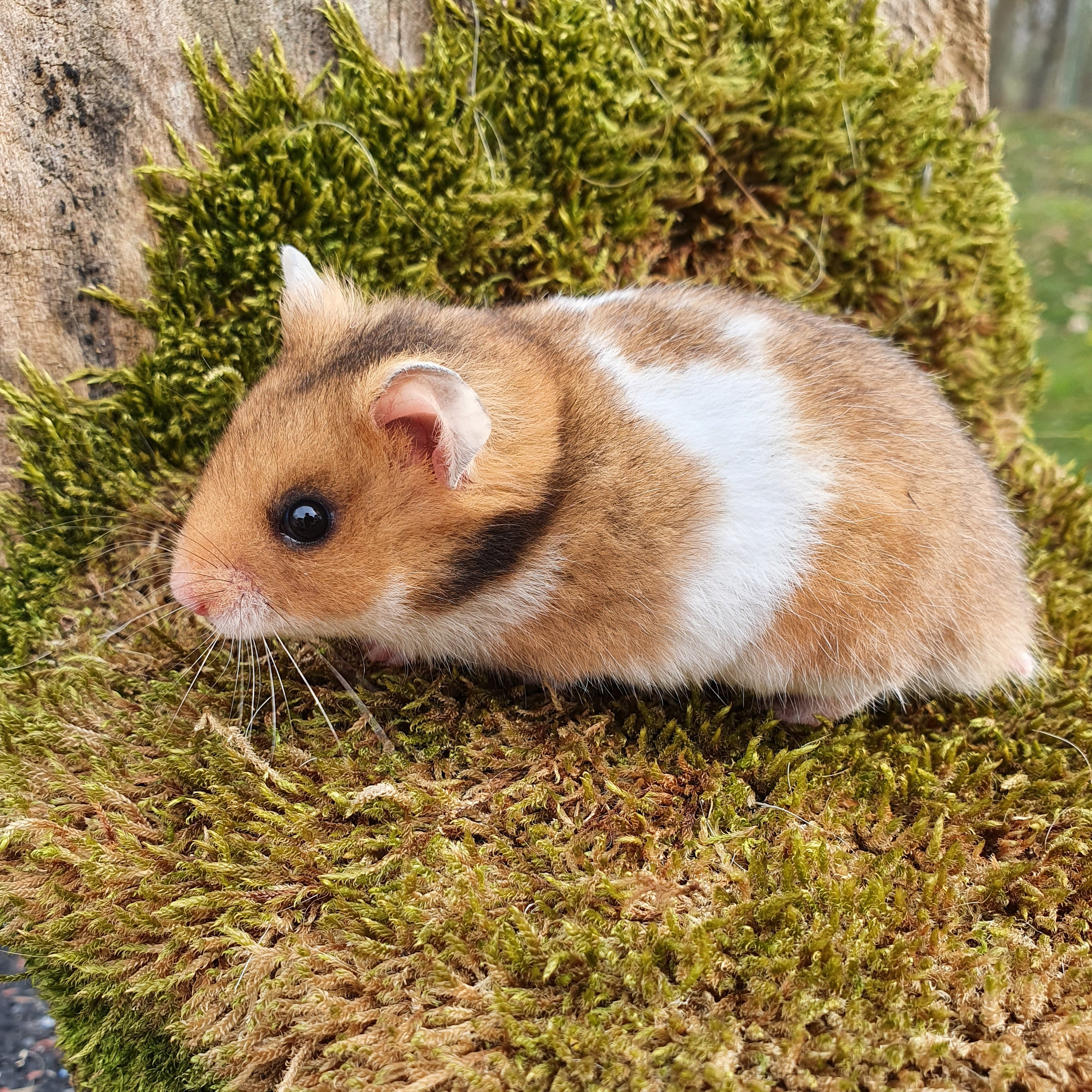 Intro Ben\'s Tierwelt