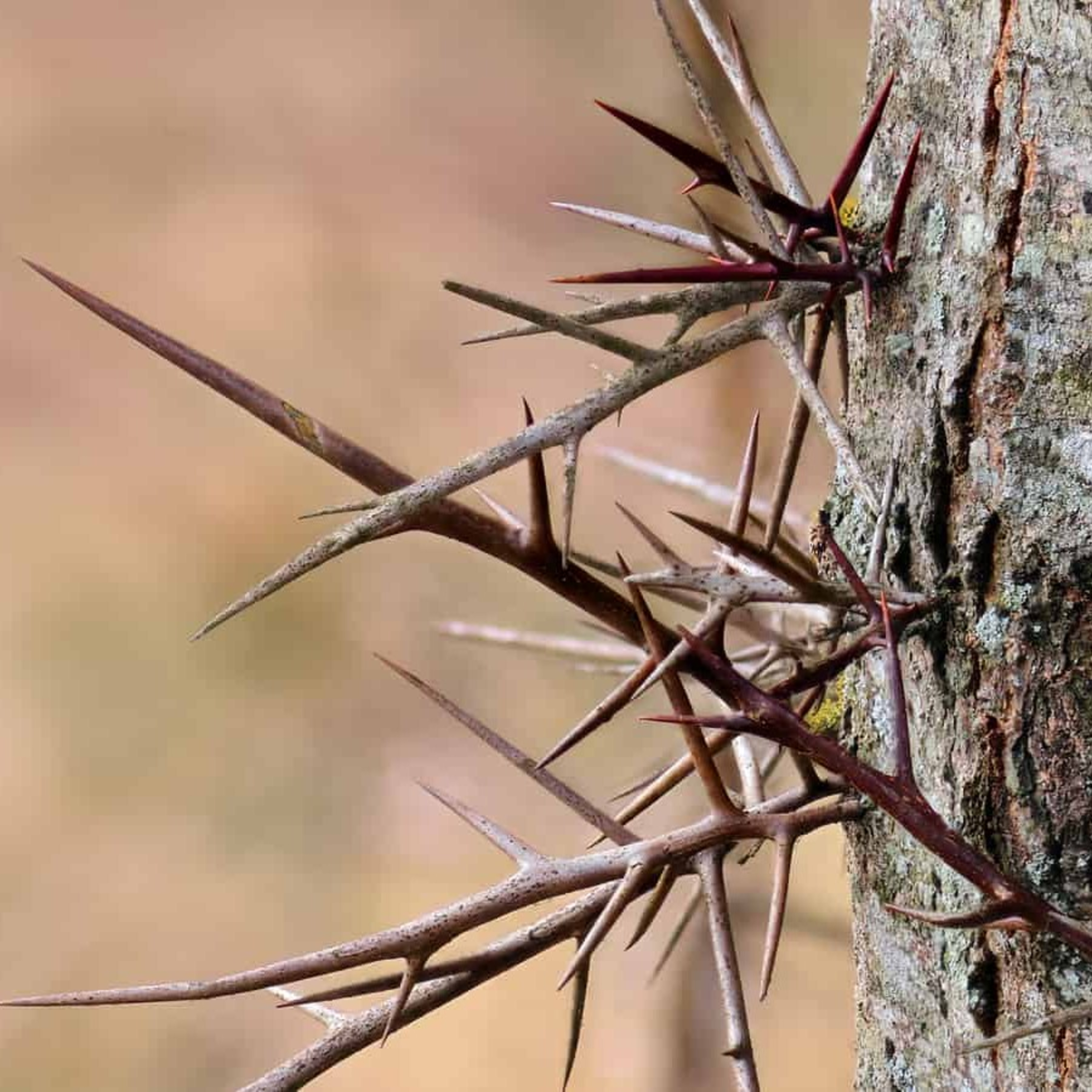 The Harmless Nail