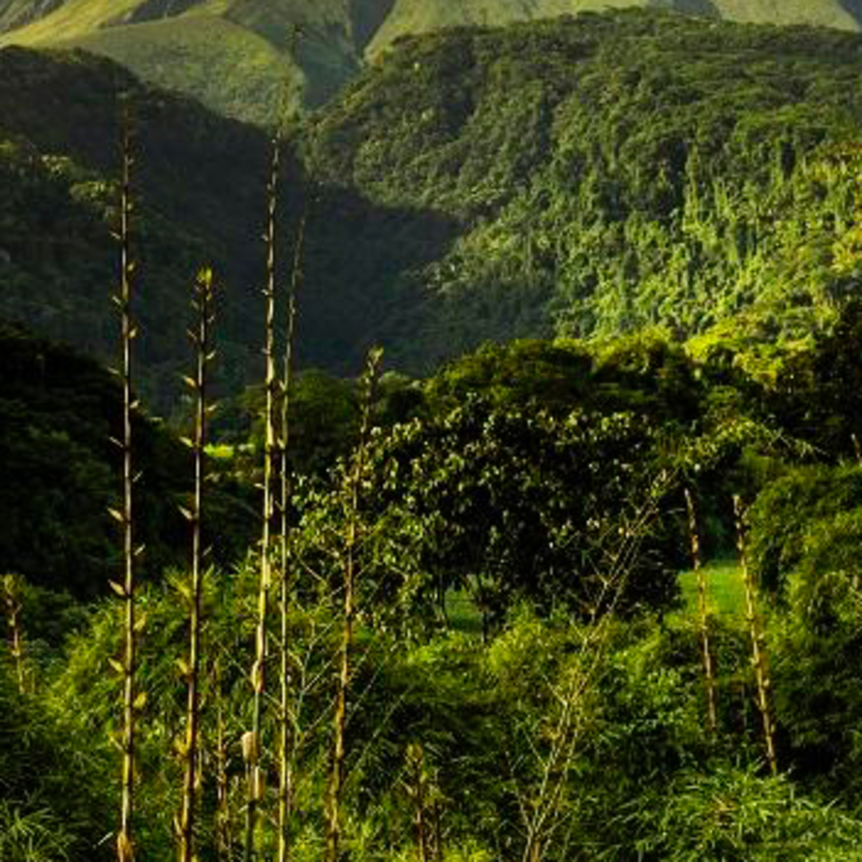 Didier Destouches/ L’ANTHOLOGIE SOLAIRE 🌞