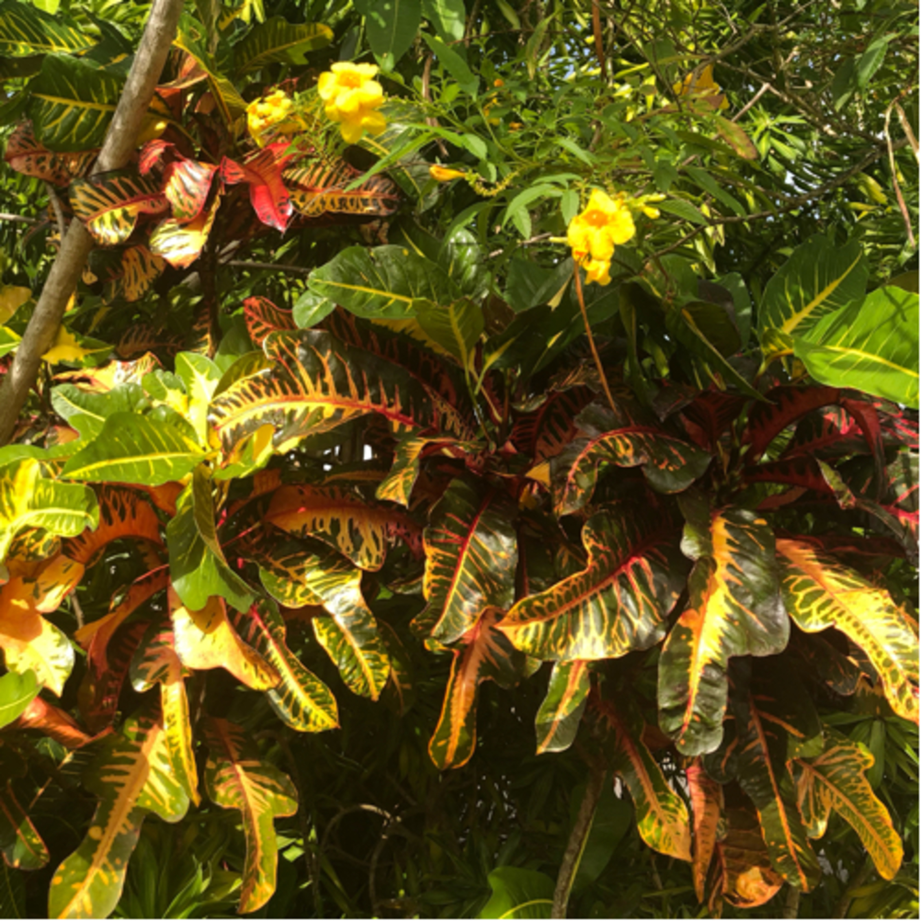 Didier Destouches/ L’ANTHOLOGIE SOLAIRE 🌞