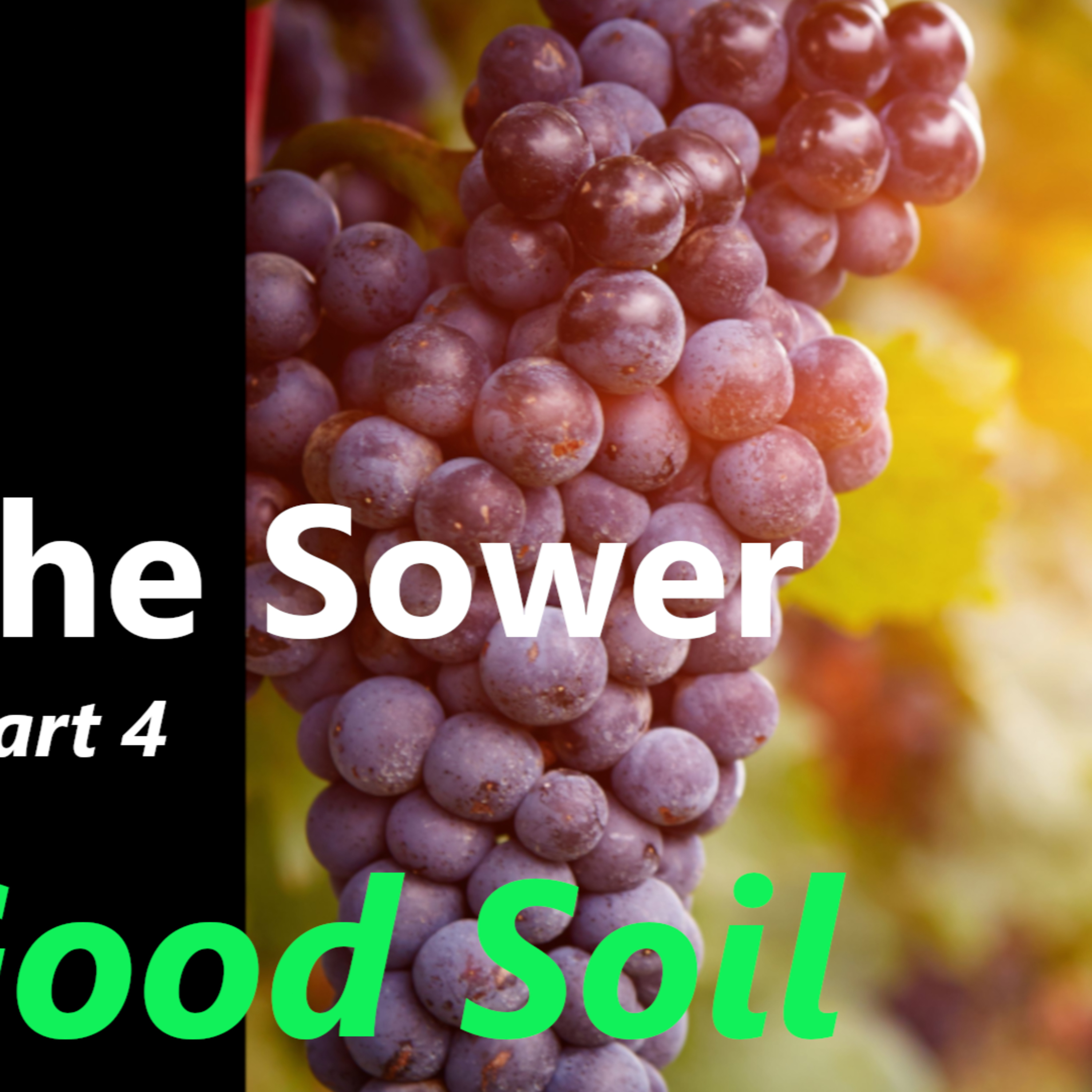 The Sower PART04: GOOD SOIL episode artwork