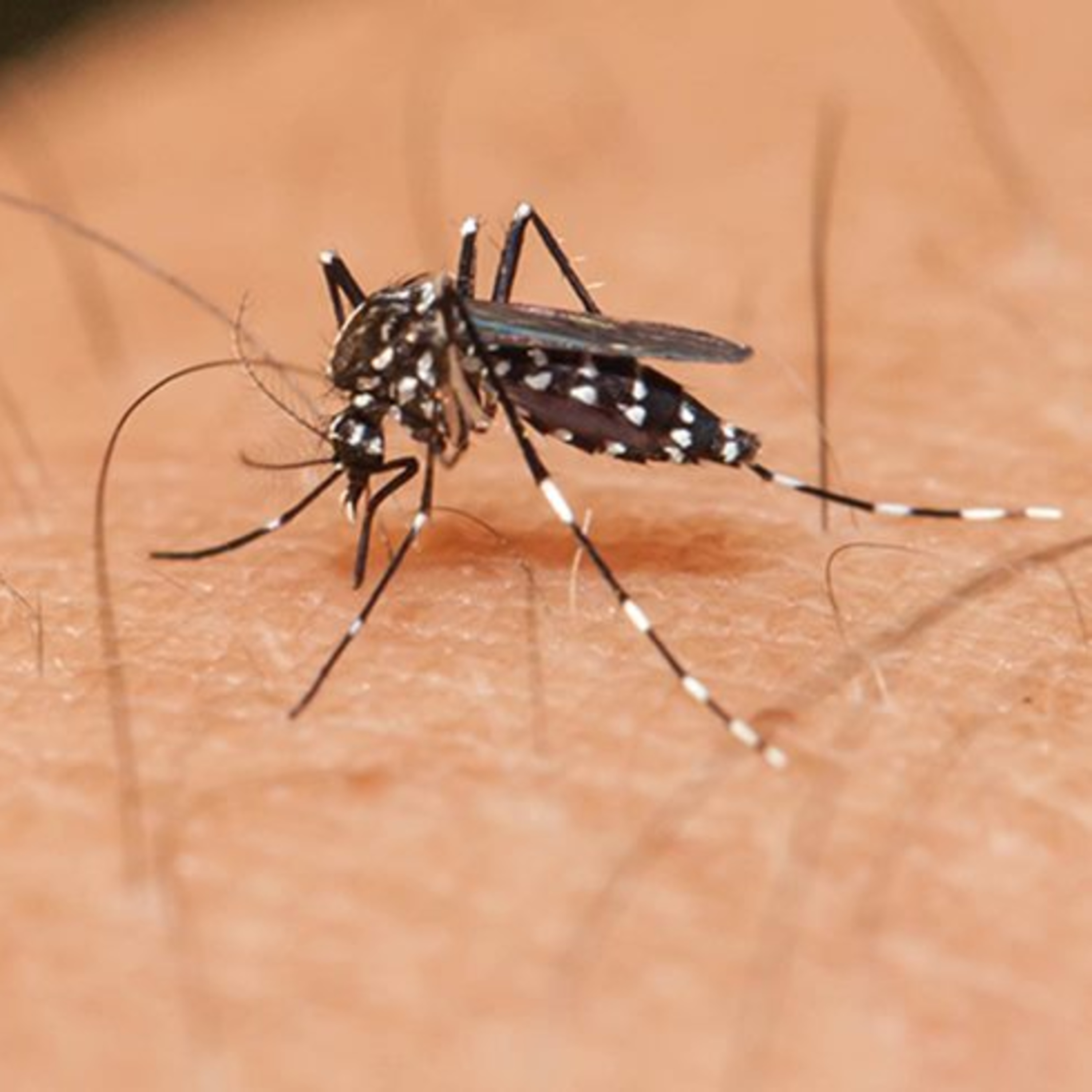Secretário de Saúde de SFI fala sobre casos de Dengue e Chikungunya no município