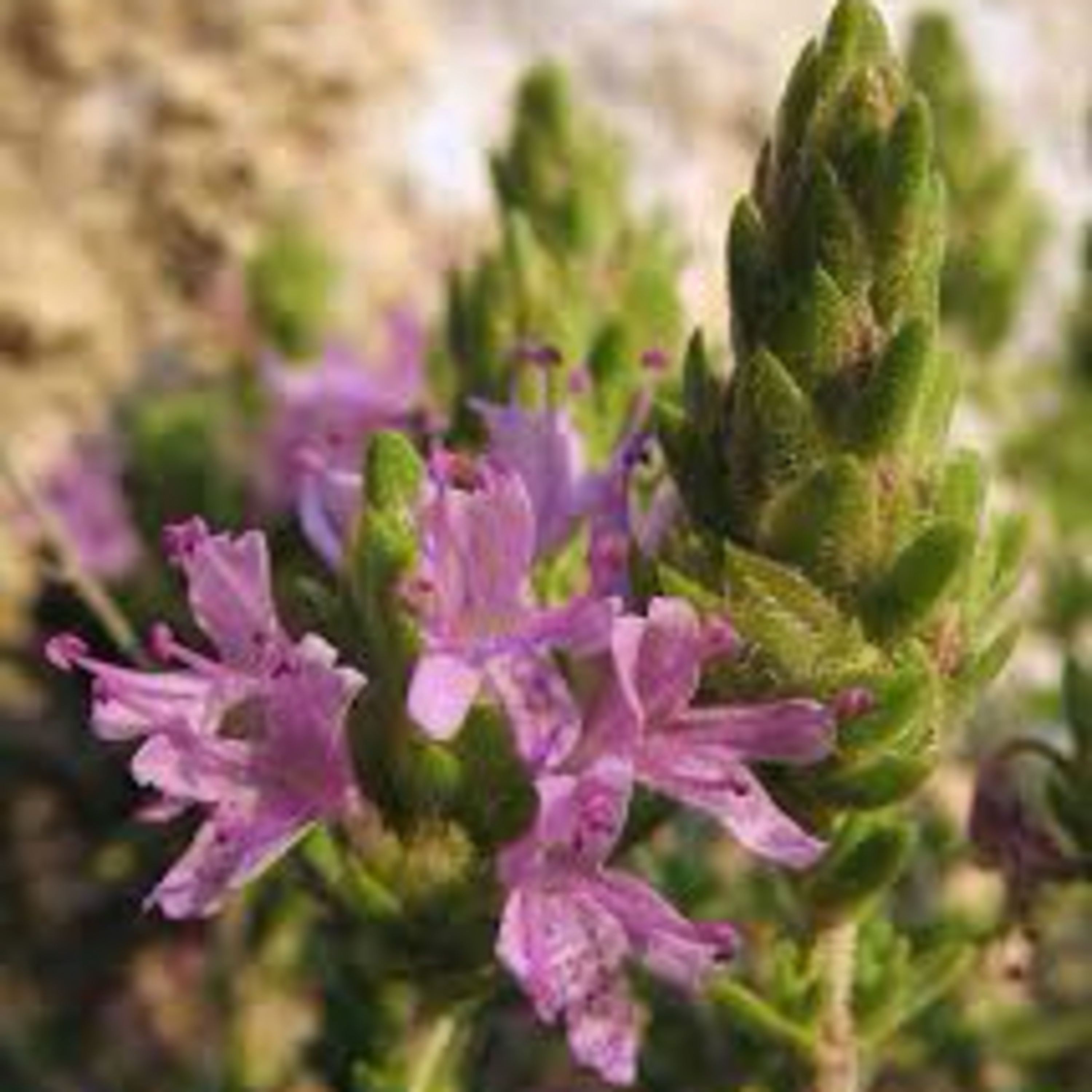Herbs and Astrology for Healing Grief: Native Palestinian Herbs edition