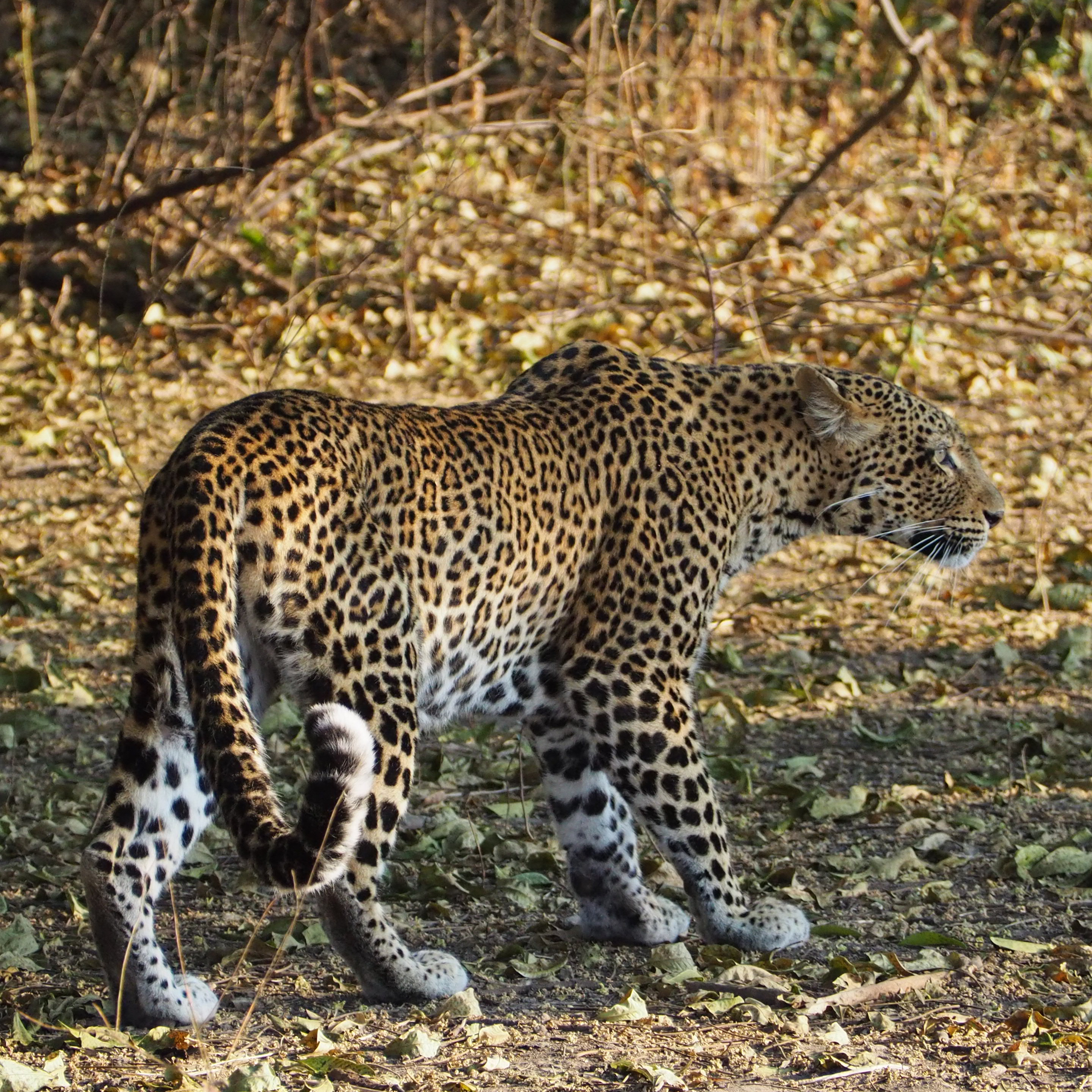 Olimba la Leopardo episode artwork