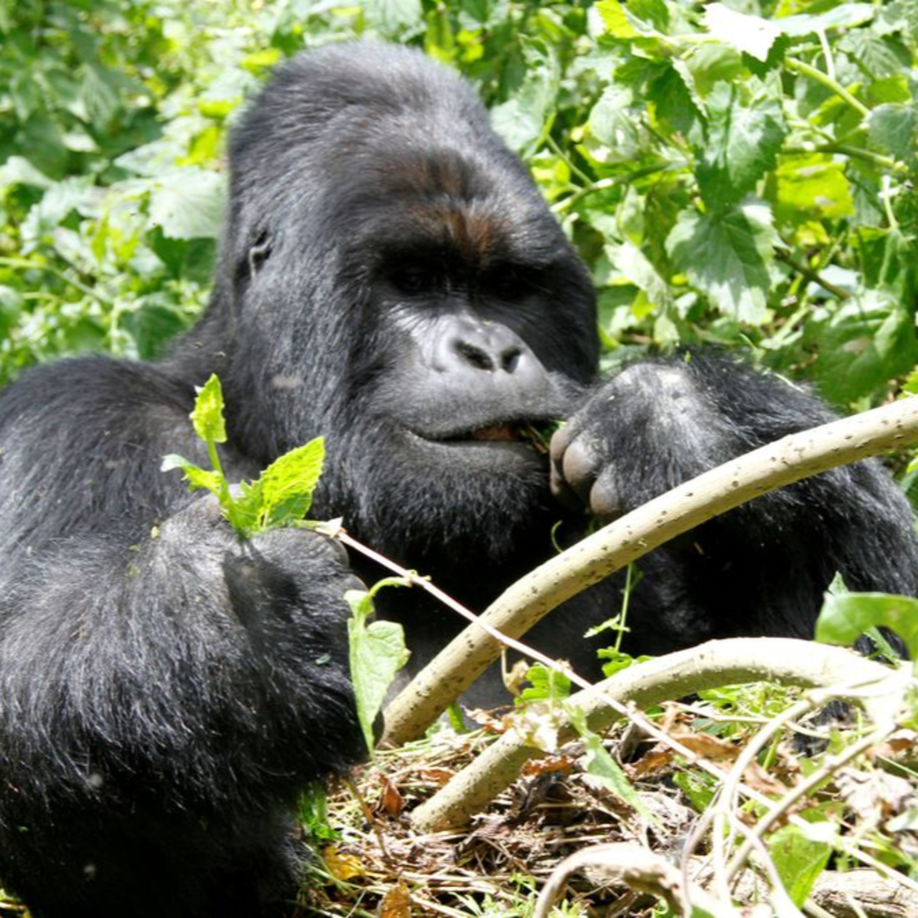 Uganda, tras los Chimpances de la selva virgen y los Gorilas de montaña episode artwork