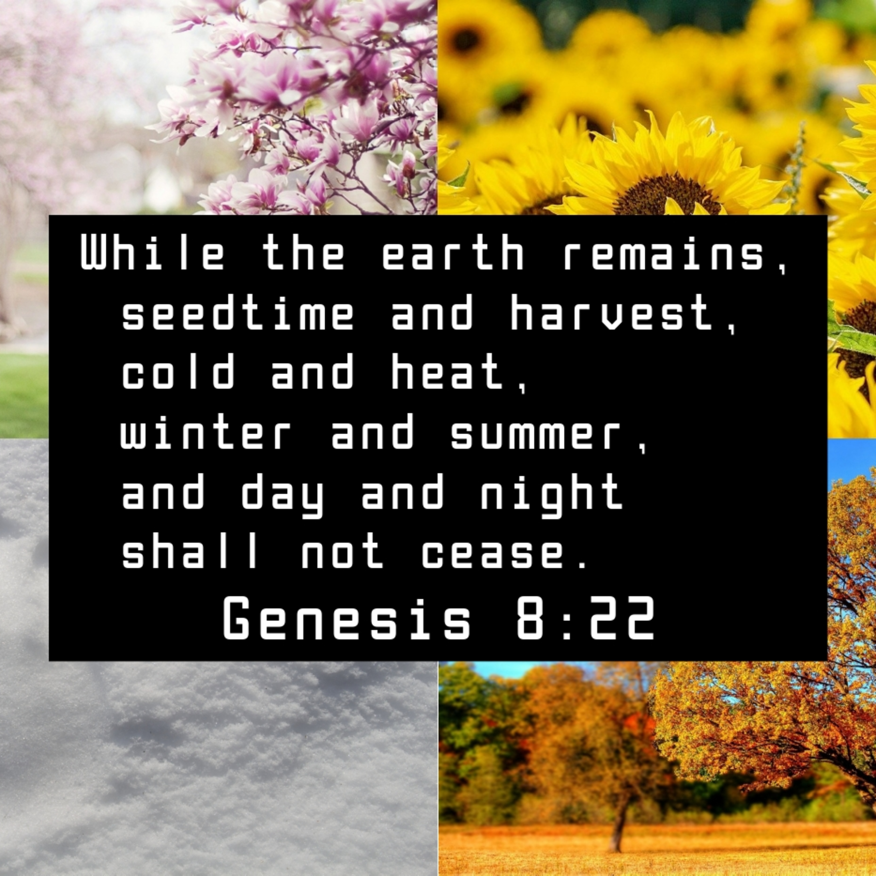 Genesis 8 | The Gift of Rest episode artwork