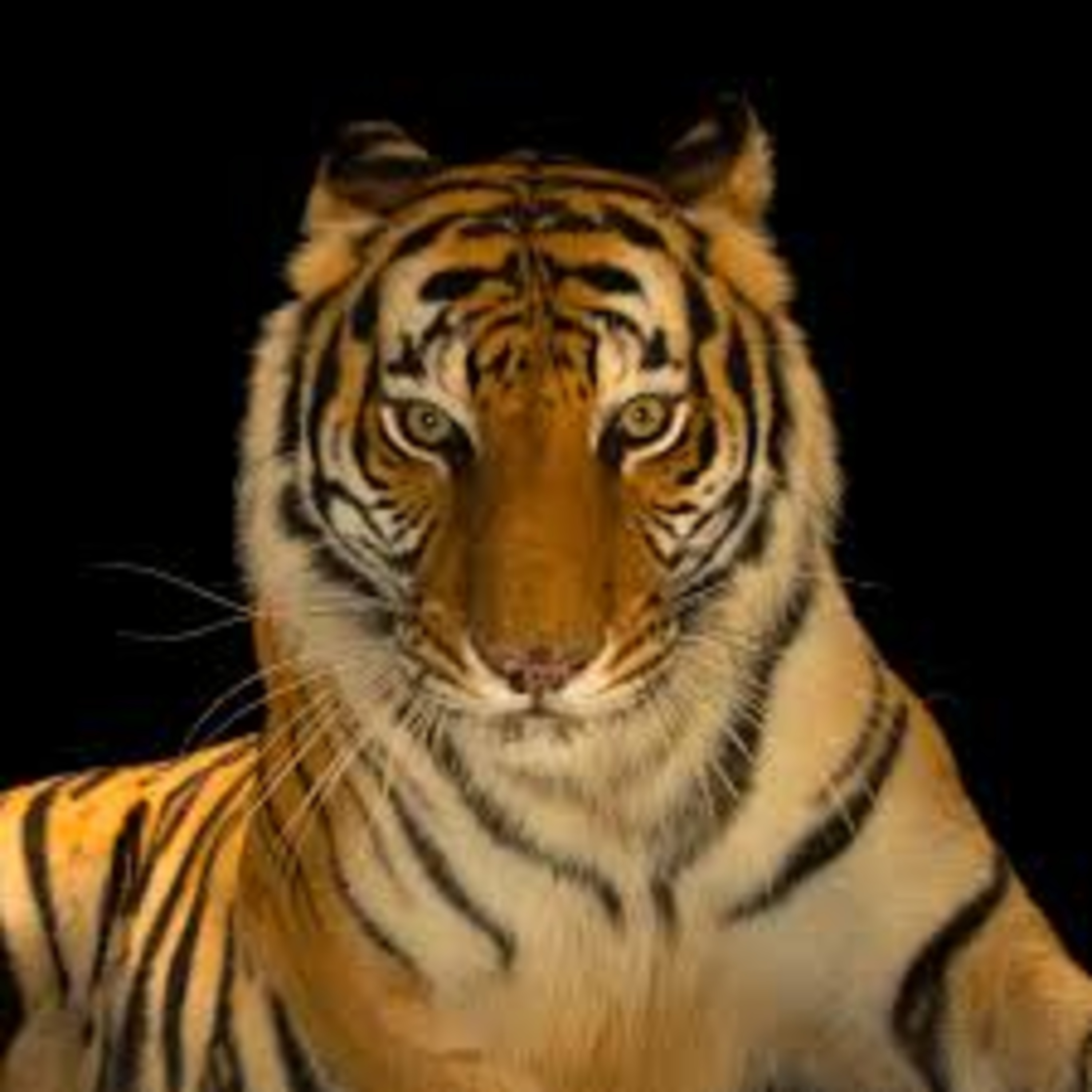 Tiger Reserves in different States of India episode artwork