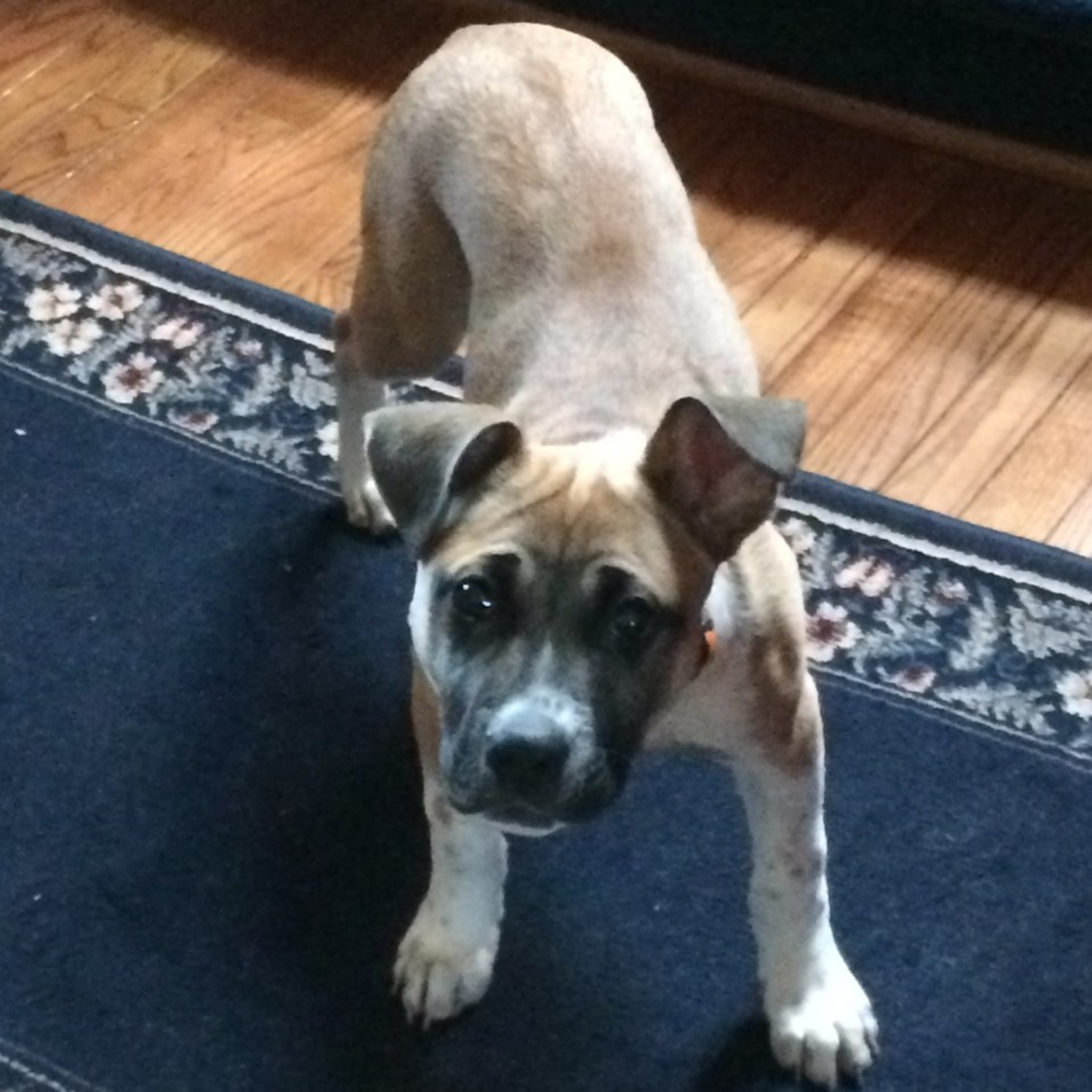 Talking with my puppy