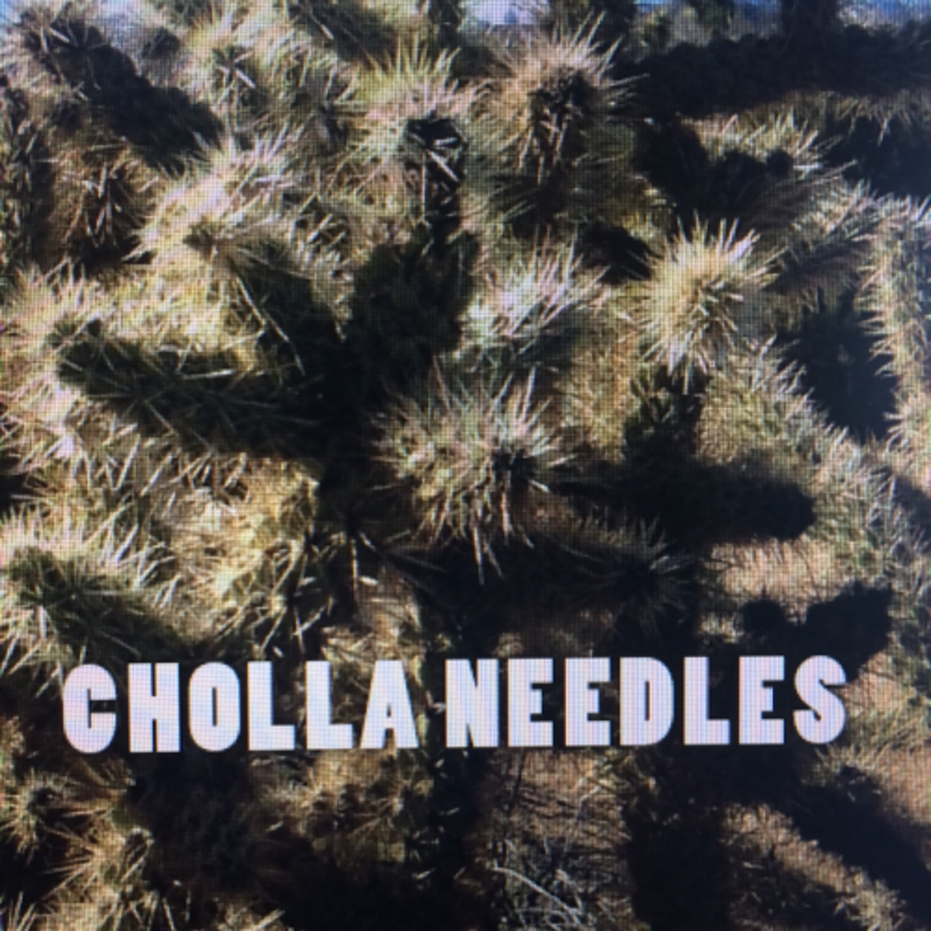 Cholla Needles