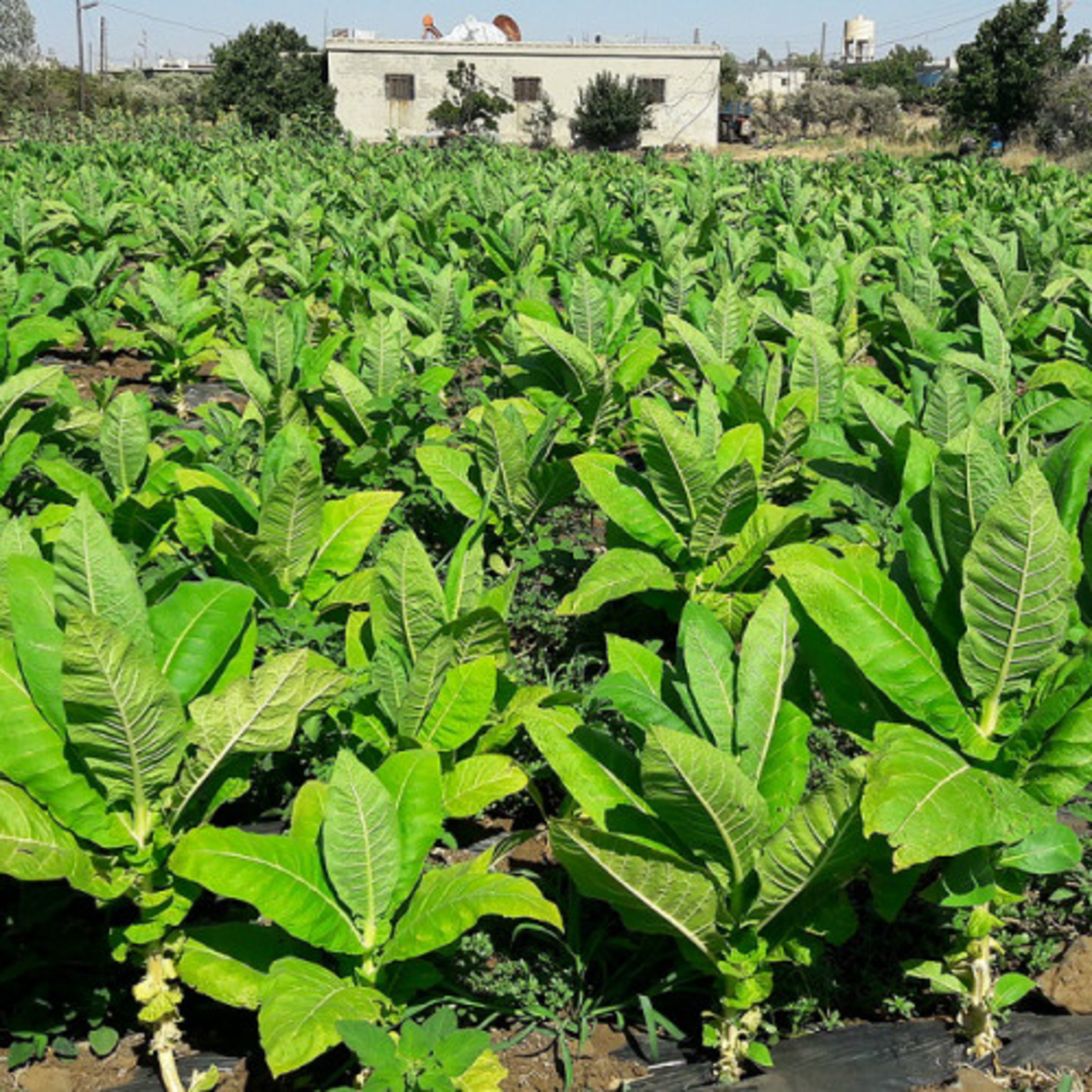 کاور ڕاپۆرت | نەبوونی پاڵپشتی و هاوکاری بۆ جوتیاران لە شنگال، رێژەی بەرهەمی تووتنی کەم کردووە