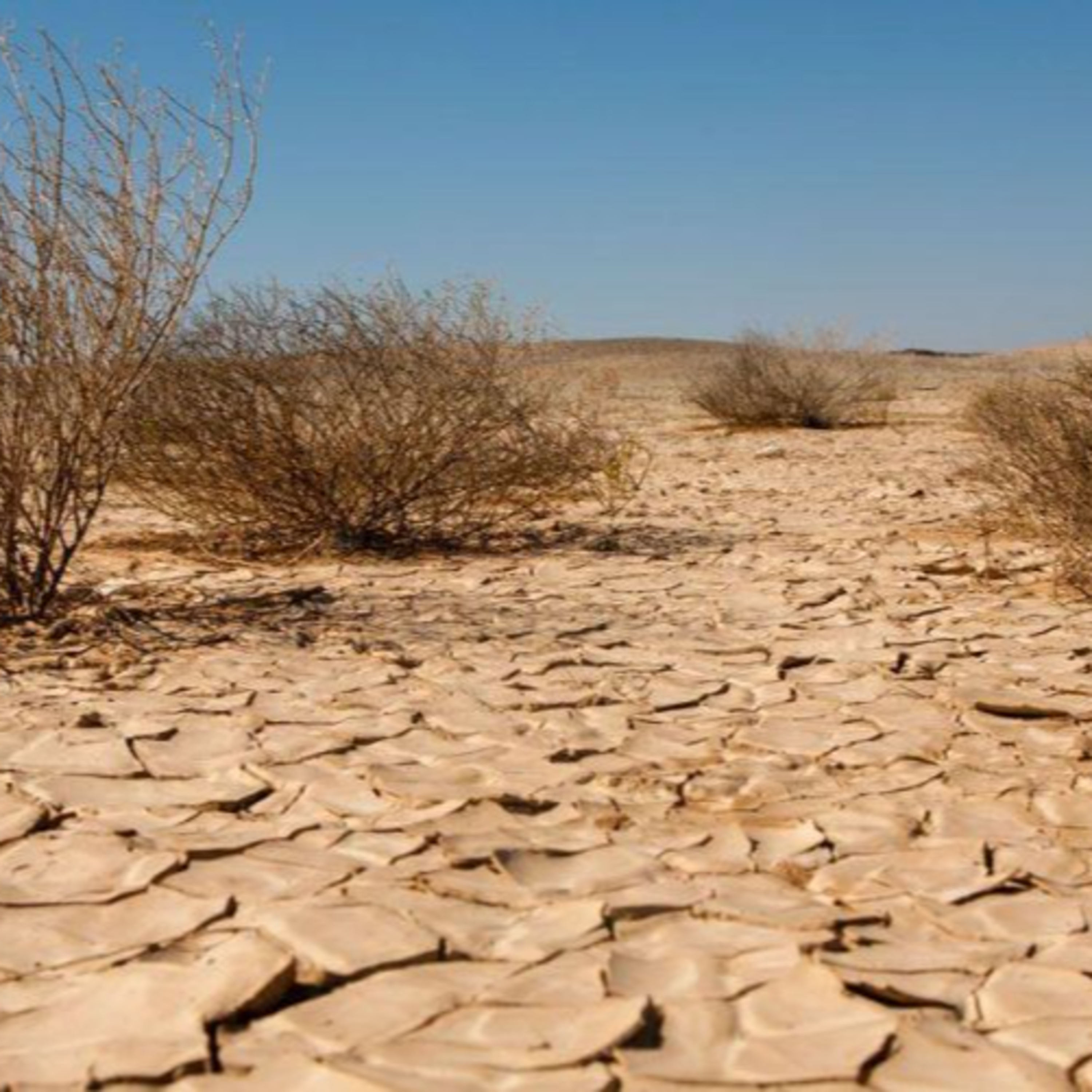 کاور تقرير | التصحر وتأثيره على إرتفاع درجات الحرارة في الموصل