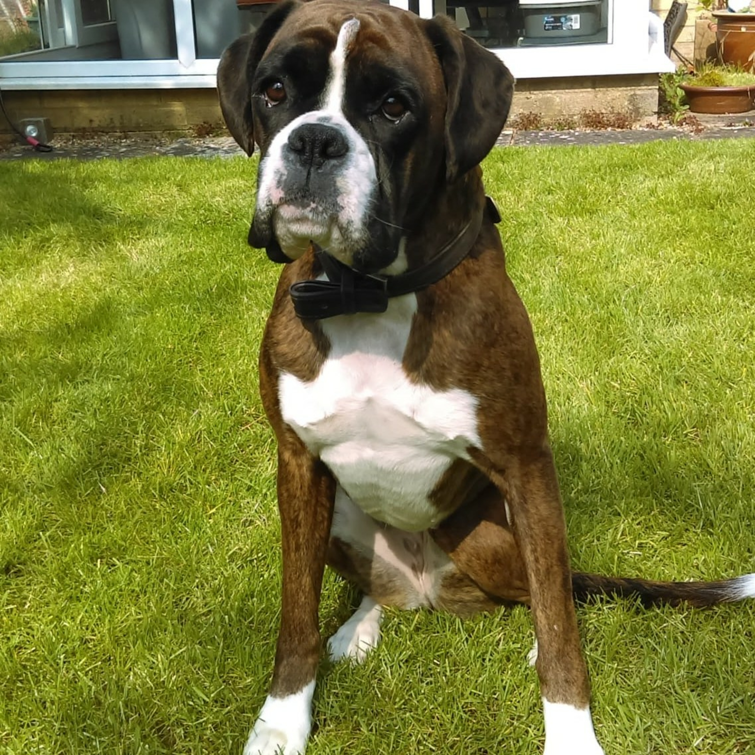 Good Boy Treats -vs- Abby, a Beautiful Brindle Boxer. 11-12-2023. episode artwork