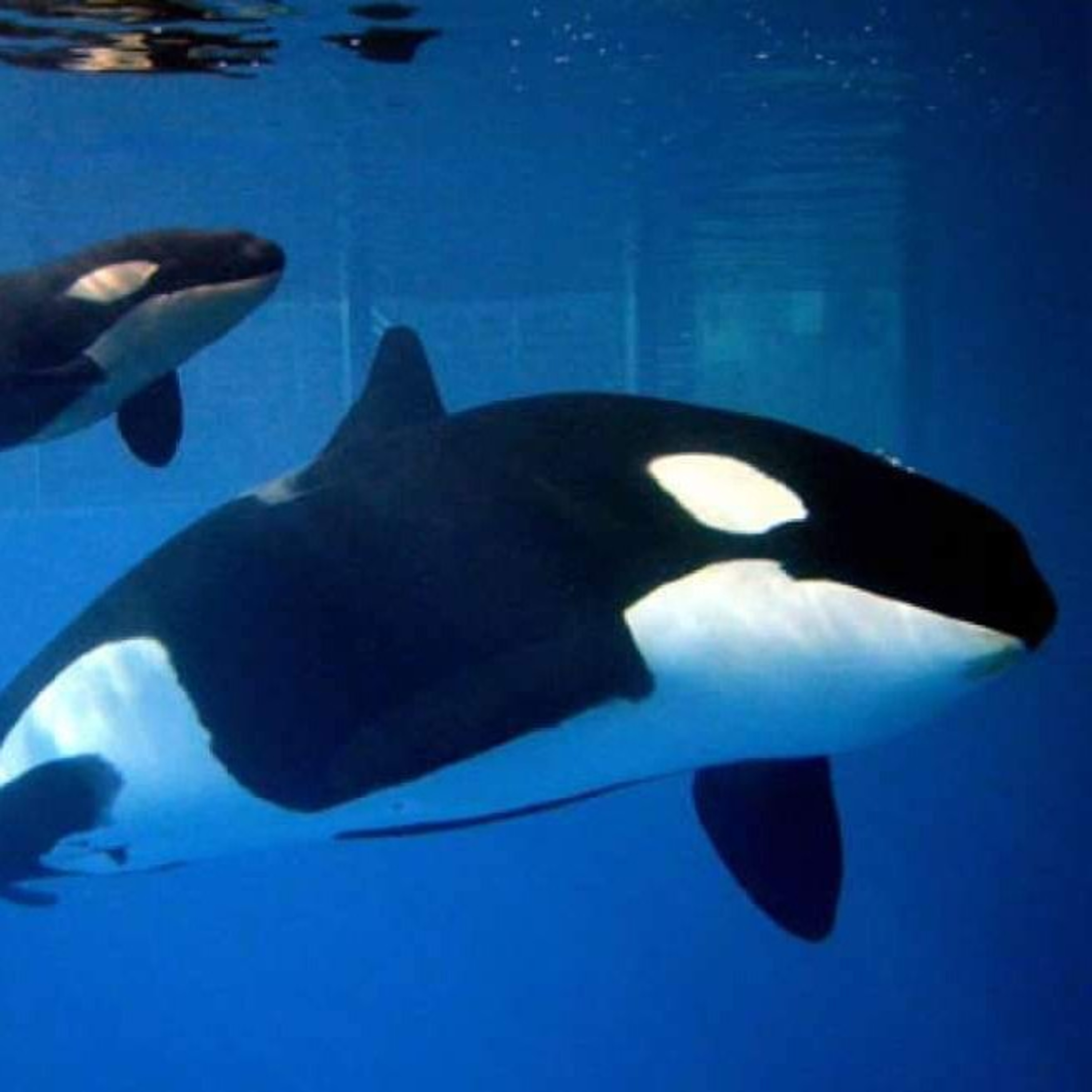 Orcas episode artwork