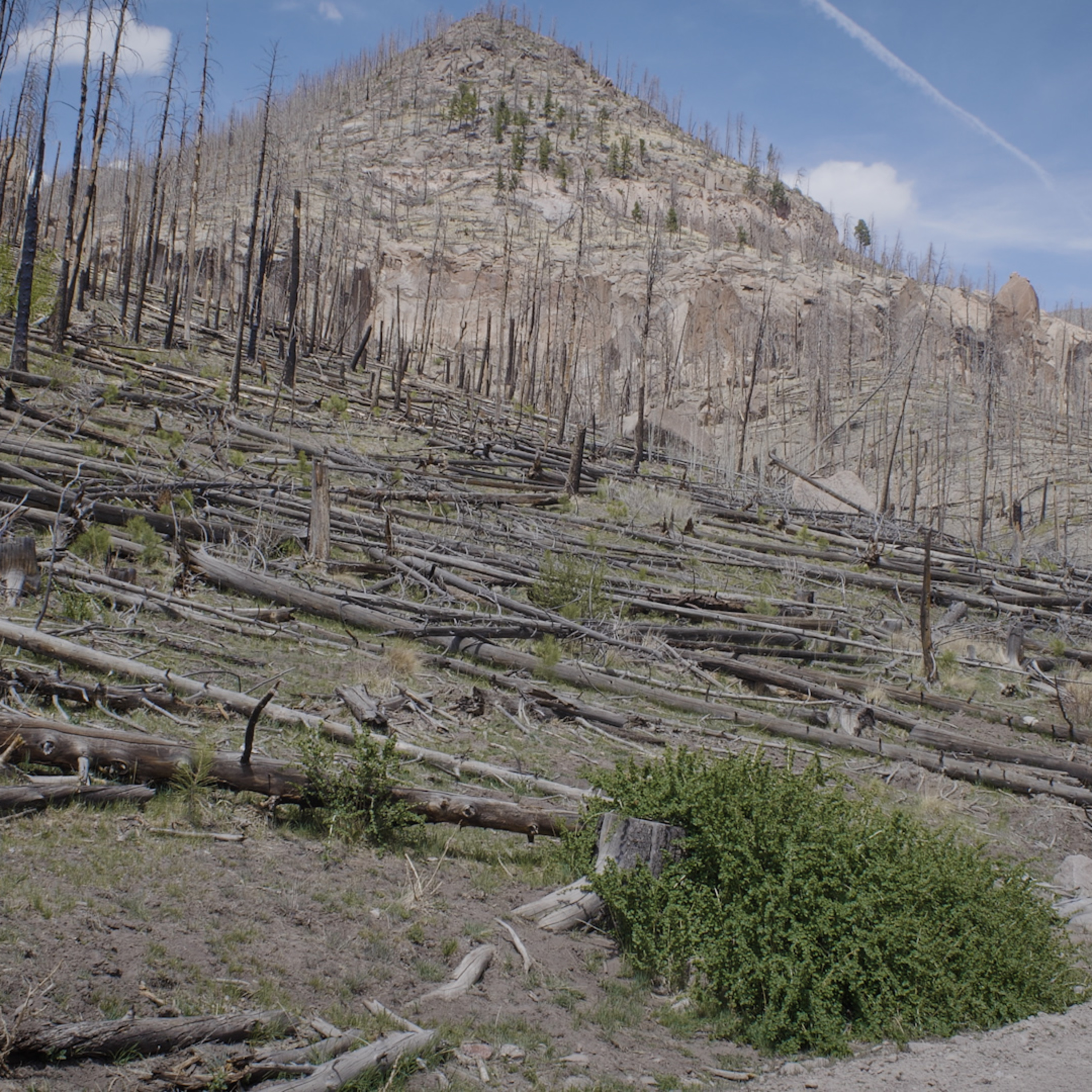 Forests Under Siege, Farmer's Markets Emerge from COVID-19 & the Housing Spectrum | 6.14.21 episode artwork