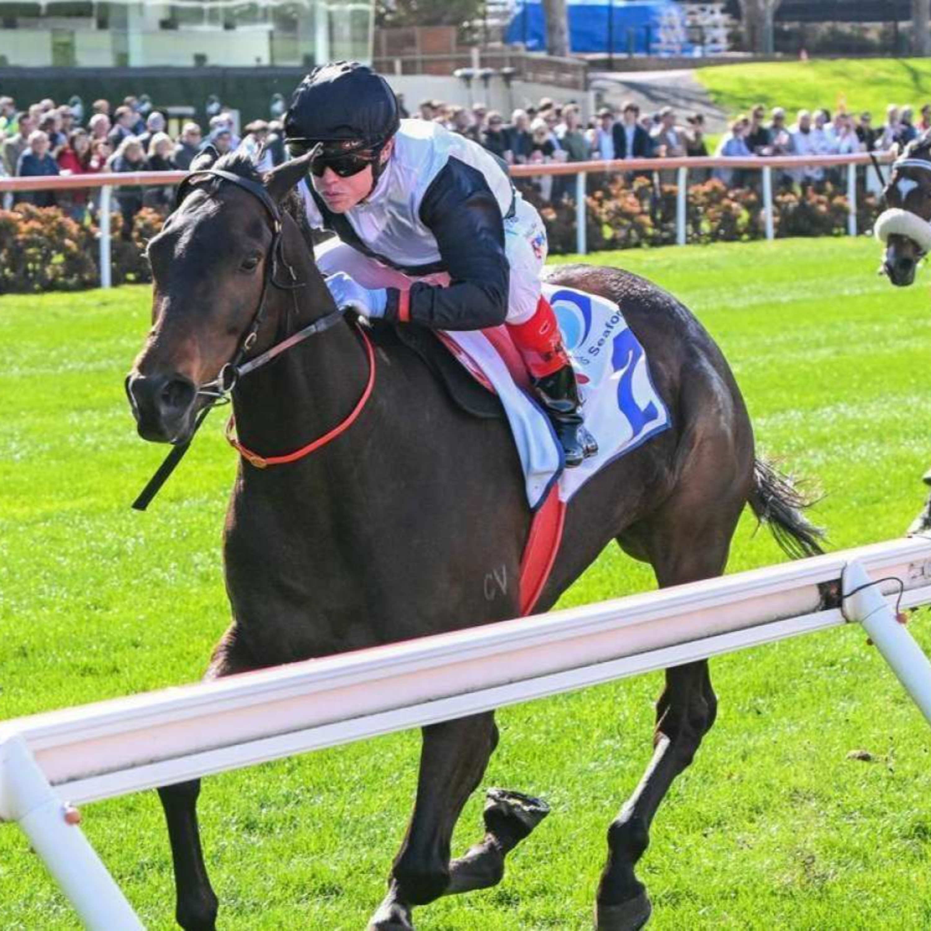 Ep 31- Cox Plate Qualifier and Tattersalls Cup day episode artwork