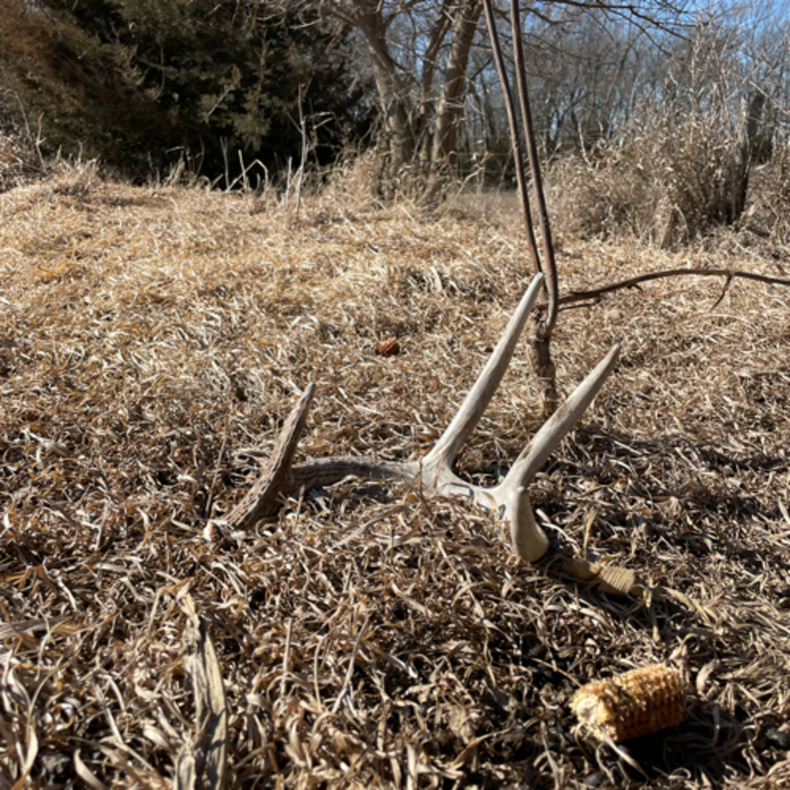 Iowa Adrenaline Podcast Episode 2. Shed Season Recap and Early Season Turkey Tactics. 