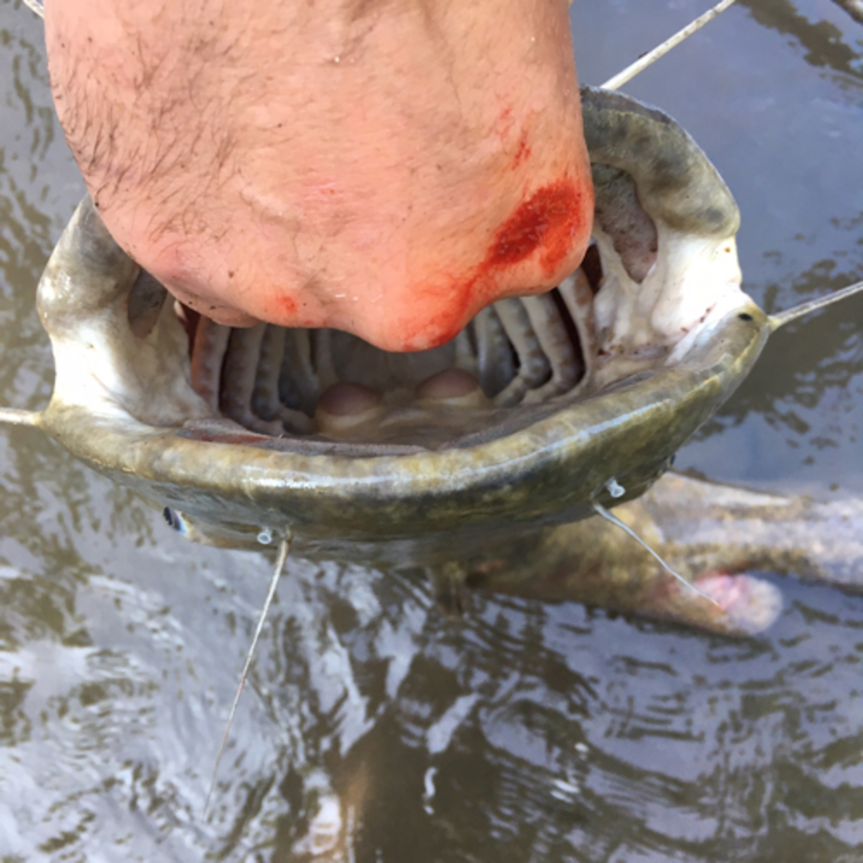 Iowa Adrenaline Podcast. Episode 5. Flathead Fishing, Deer Season Prep, and Bigfoot!??