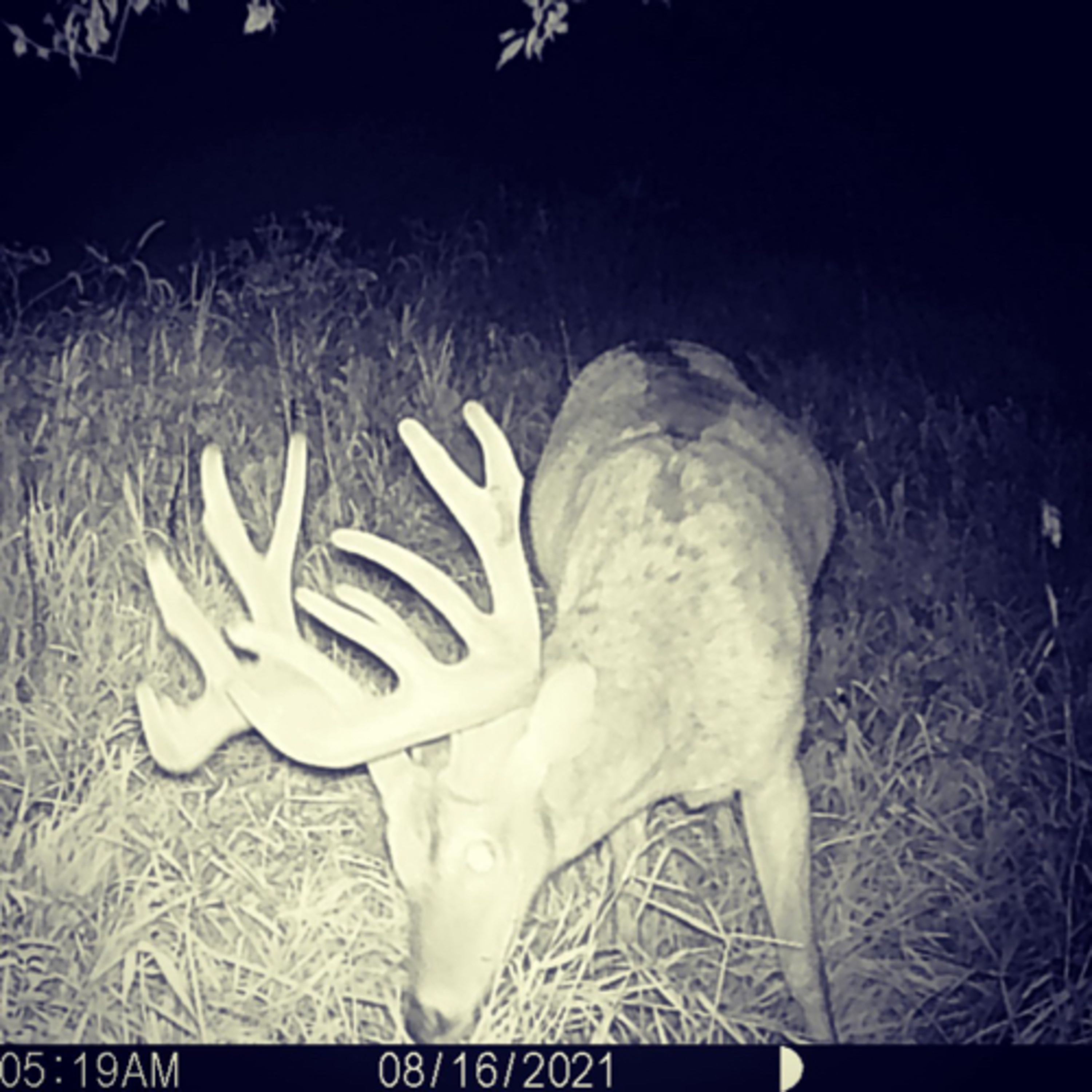 Iowa Adrenaline Podcast. Episode 6. Summer Scouting, Trail Cam Tips, and Deer Inventory. 