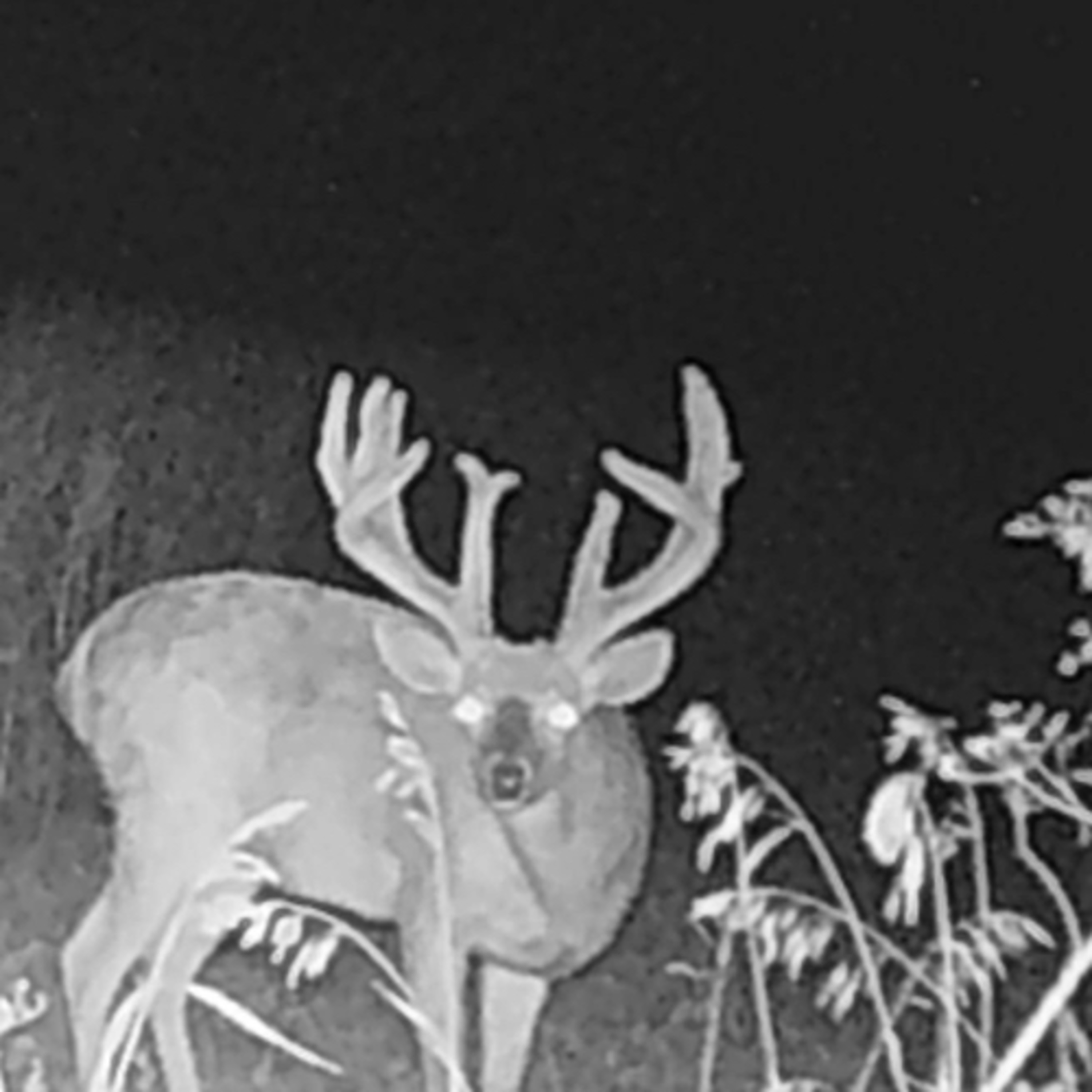 Iowa Adrenaline Podcast: Episode 11. Throwing Dollars in Scheels and Best Bowhunters Ever. 