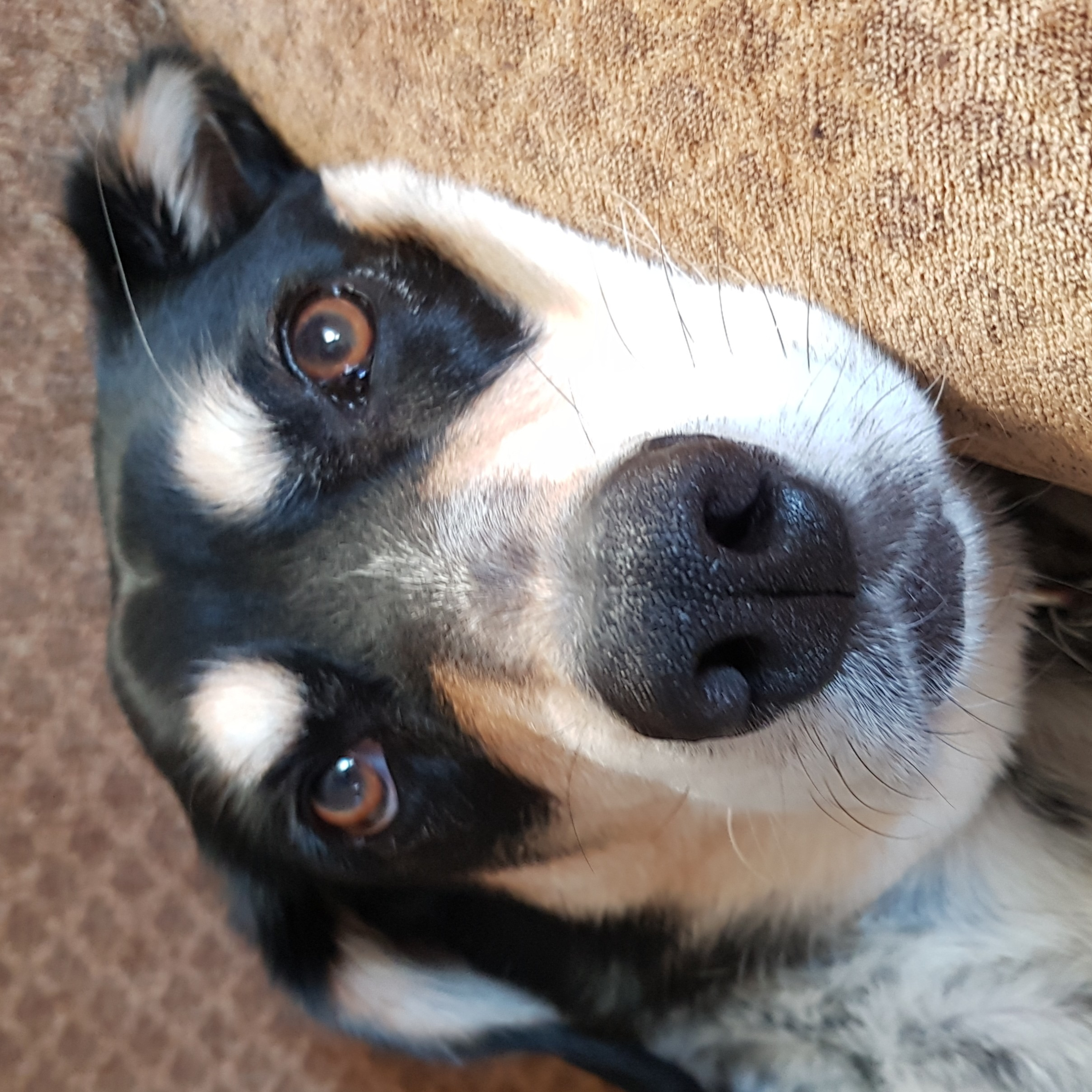 The Ghostwriter & Pup Podcast