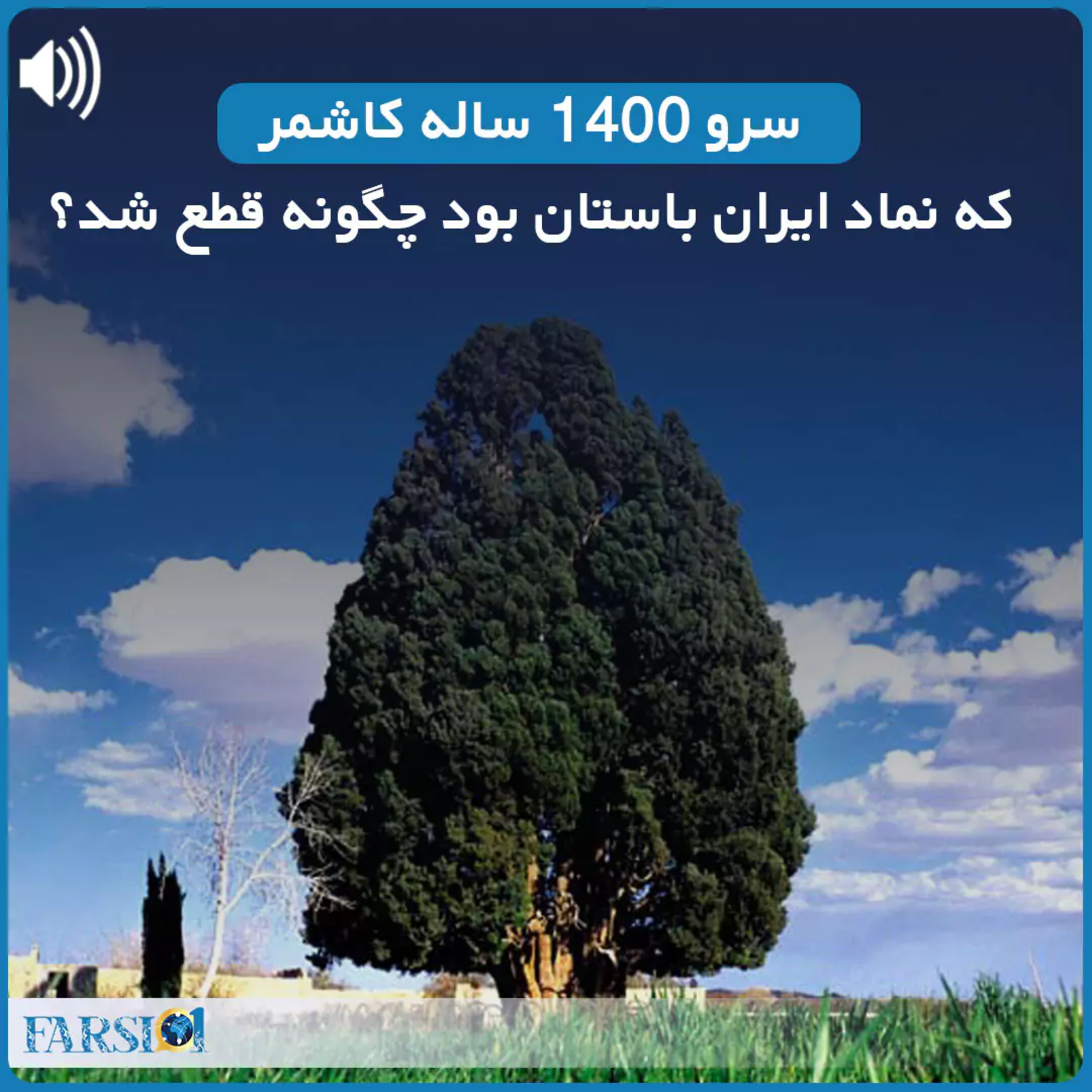 کاور سرو ۱۴۰۰ ساله کاشمر که نماد ایران باستان بود چگونه قطع شد؟