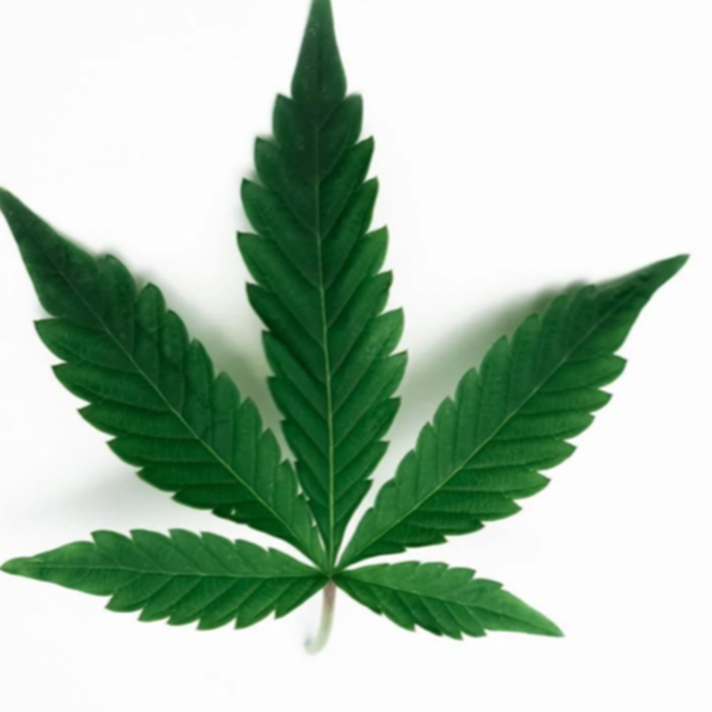 Is Hemp the same as CBD?  episode artwork