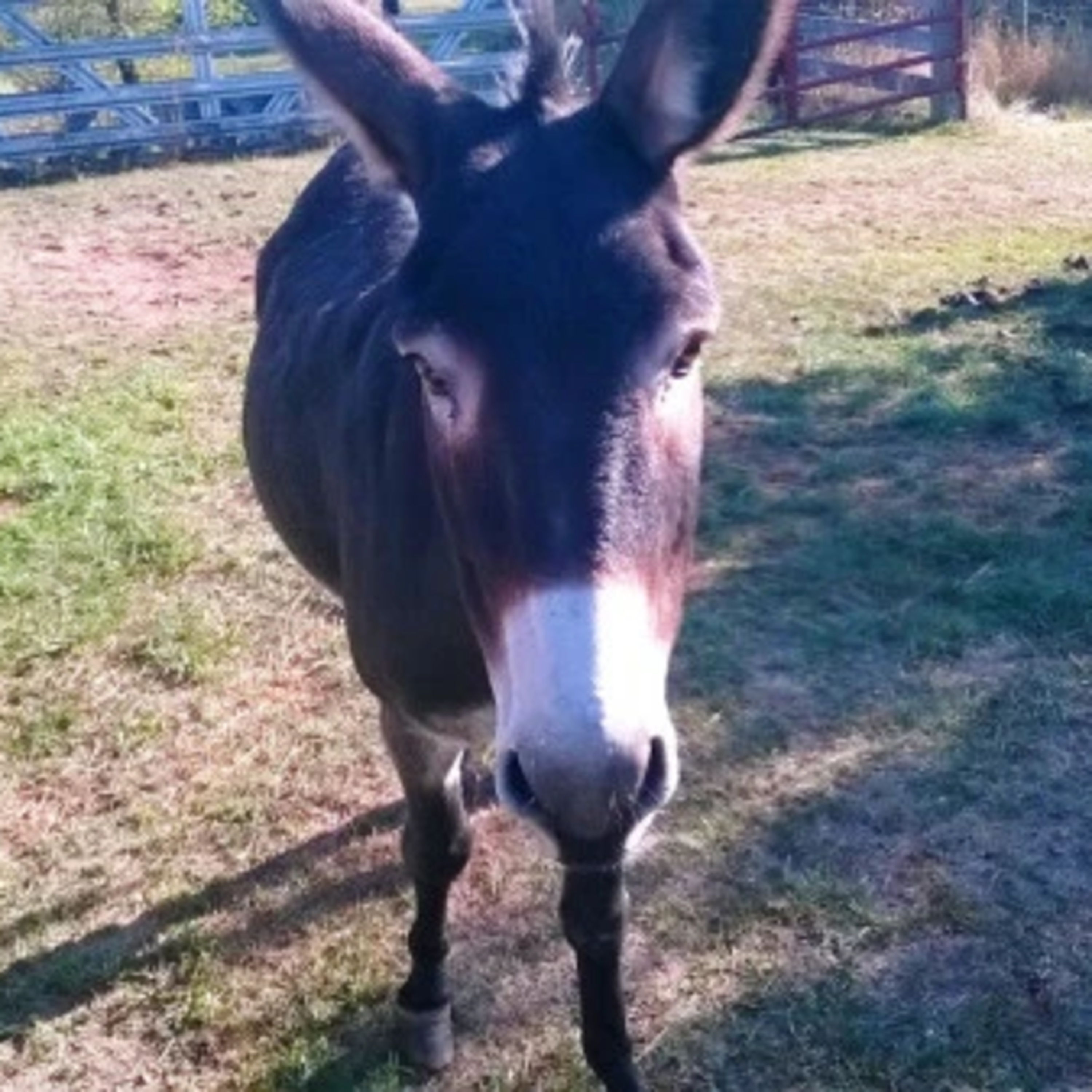 Vegan Talk with William Wheaton