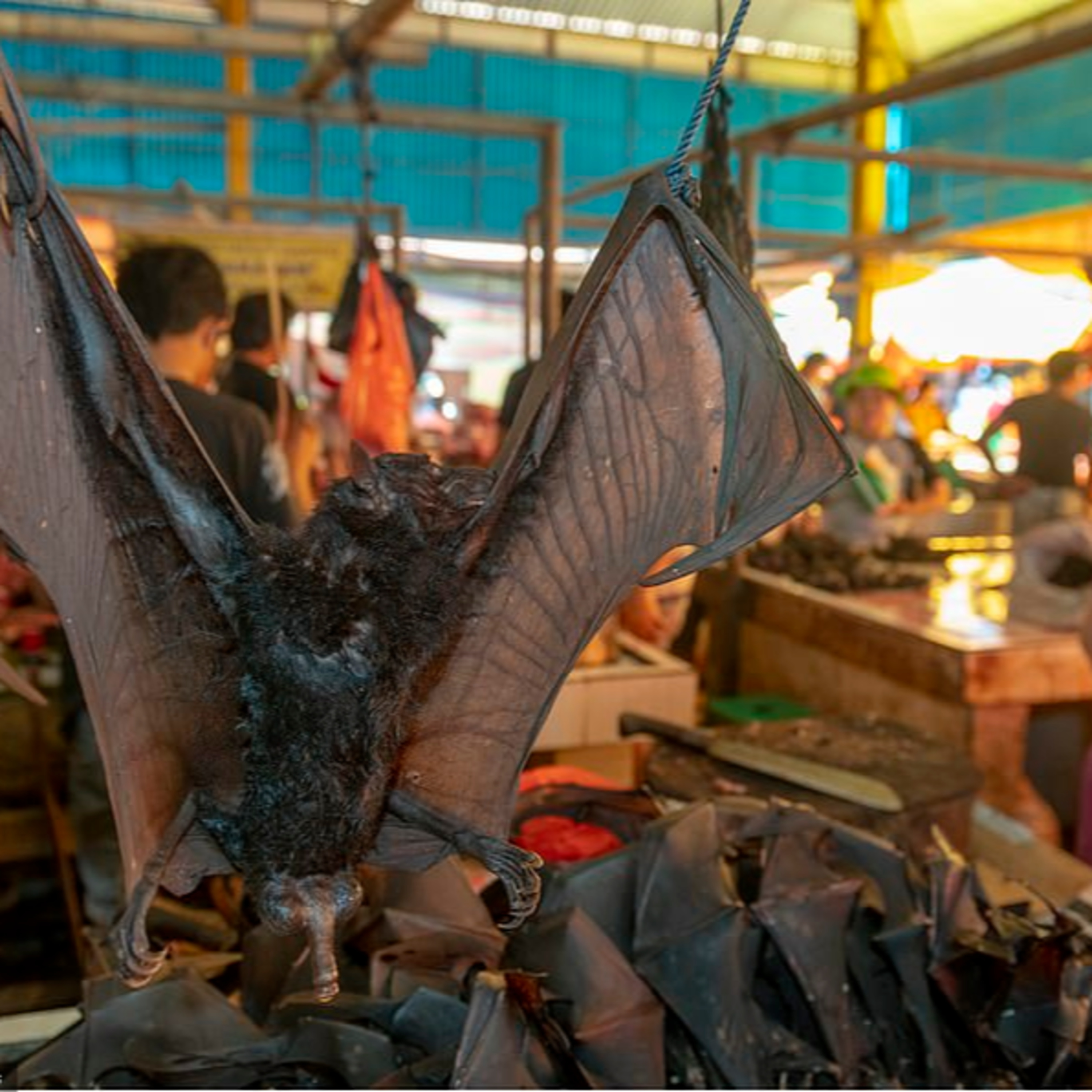 Vegan Talk with William Wheaton