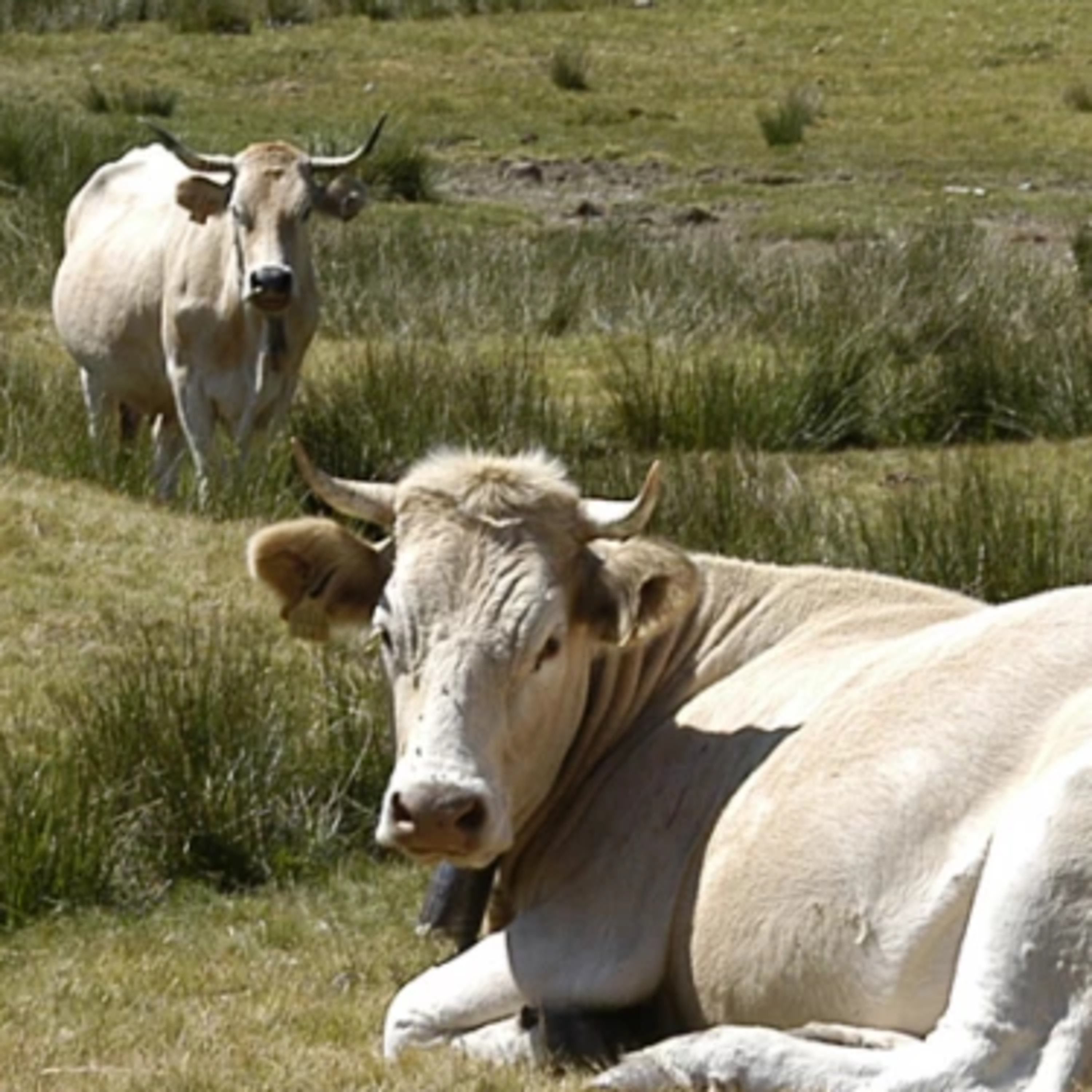 Portada de Palabra de Campo