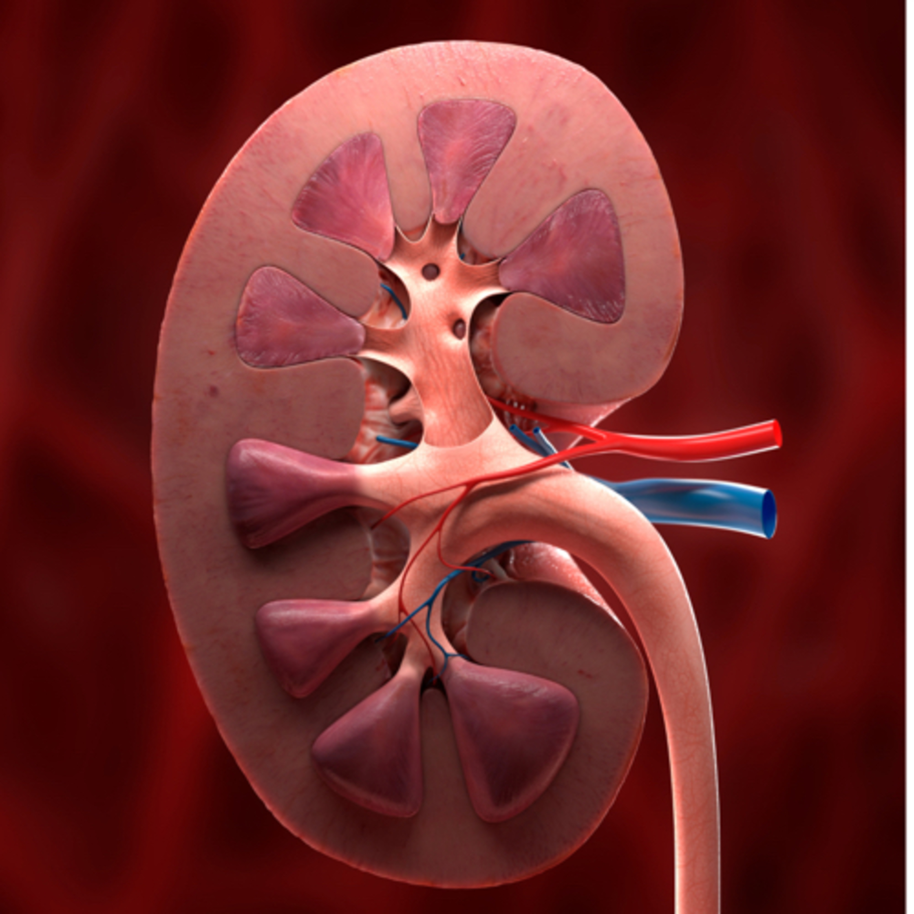 Would you donate your kidney?