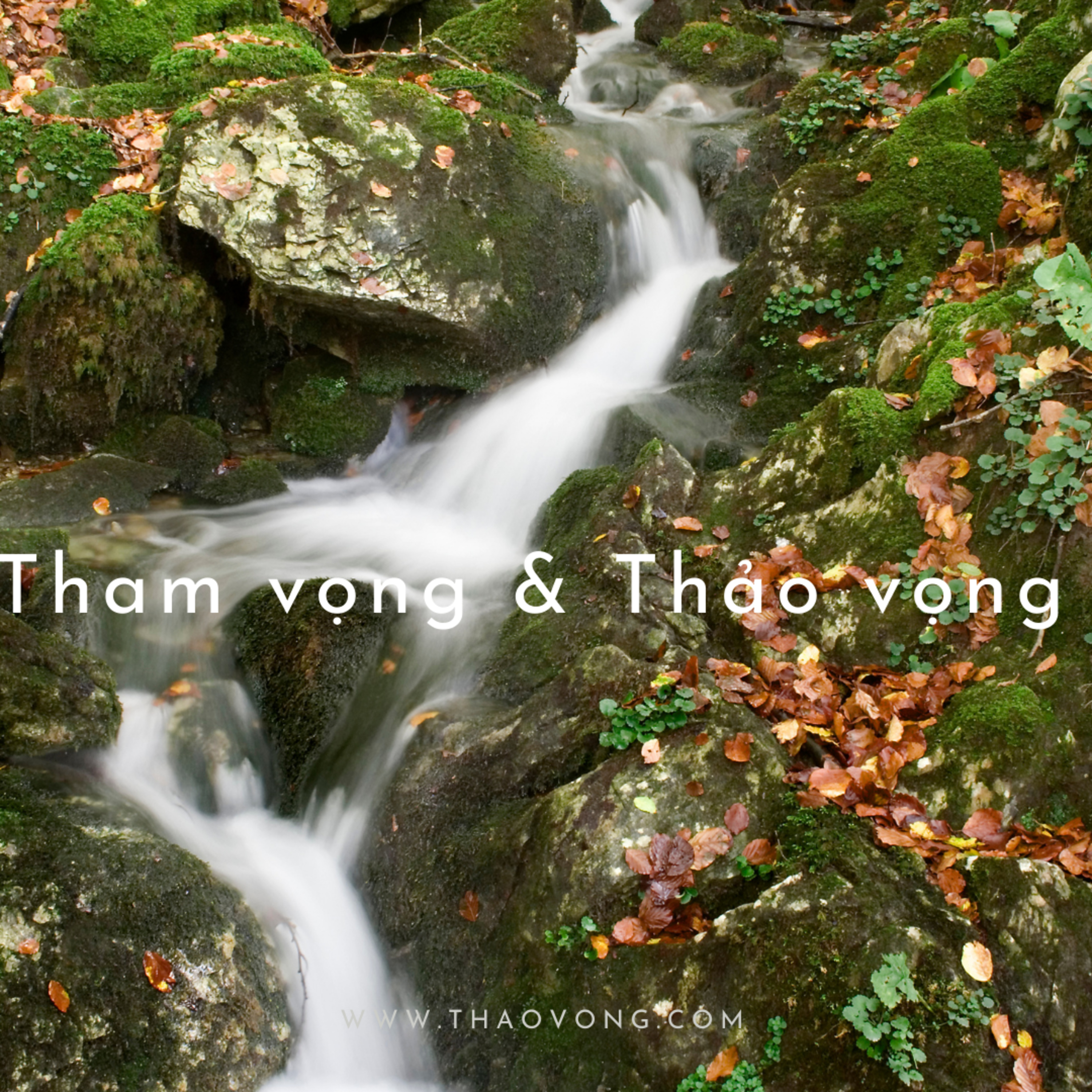 thaovong.com