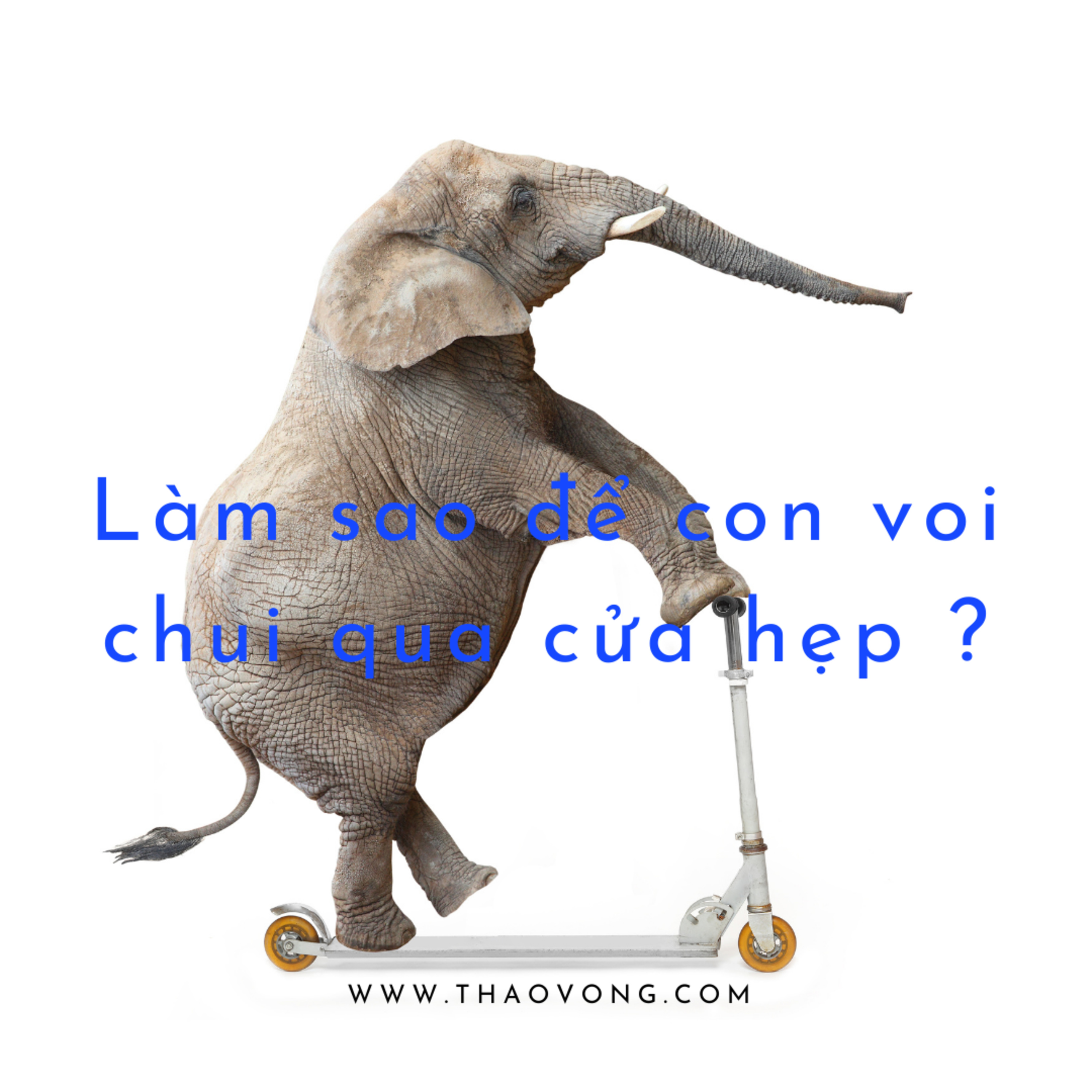 thaovong.com