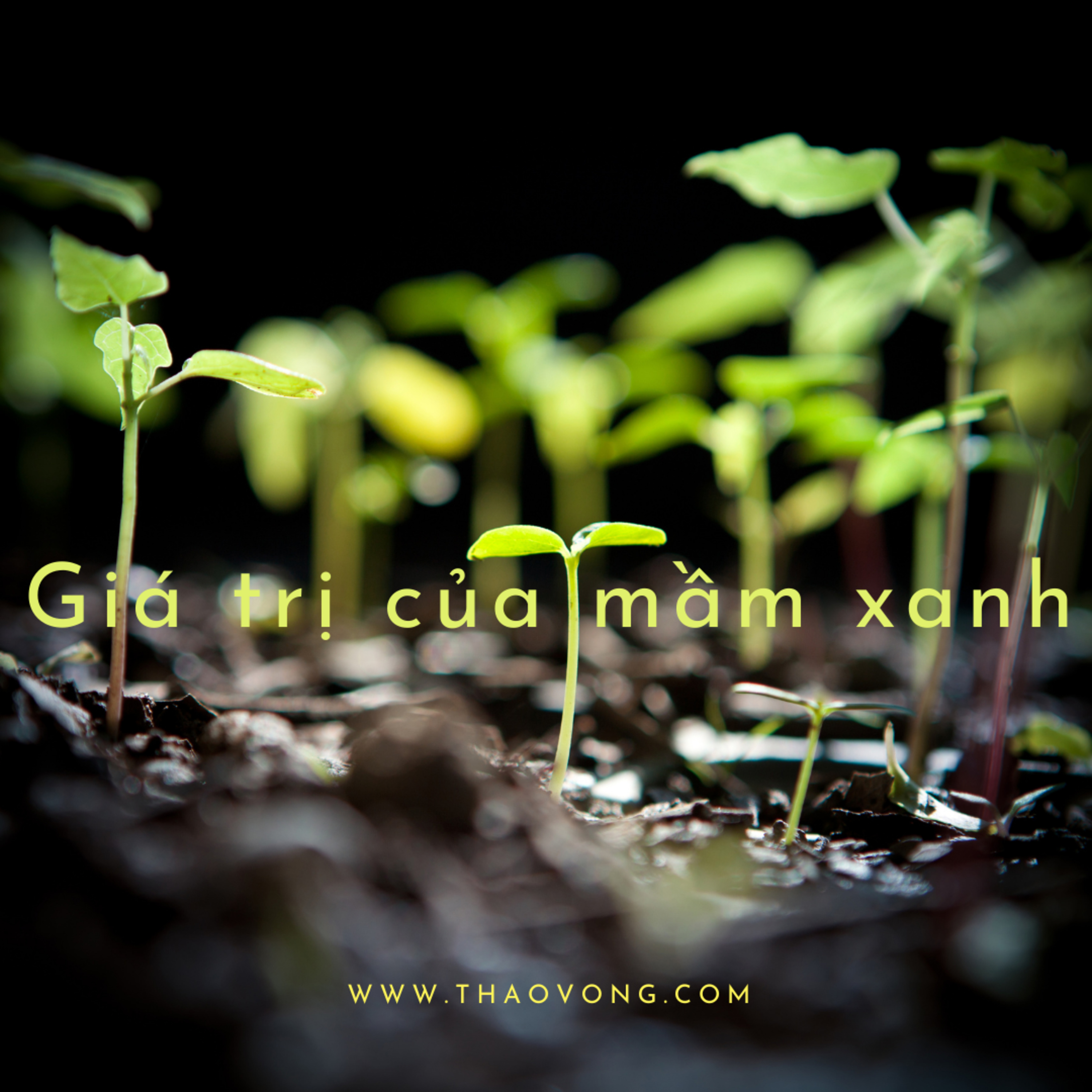thaovong.com