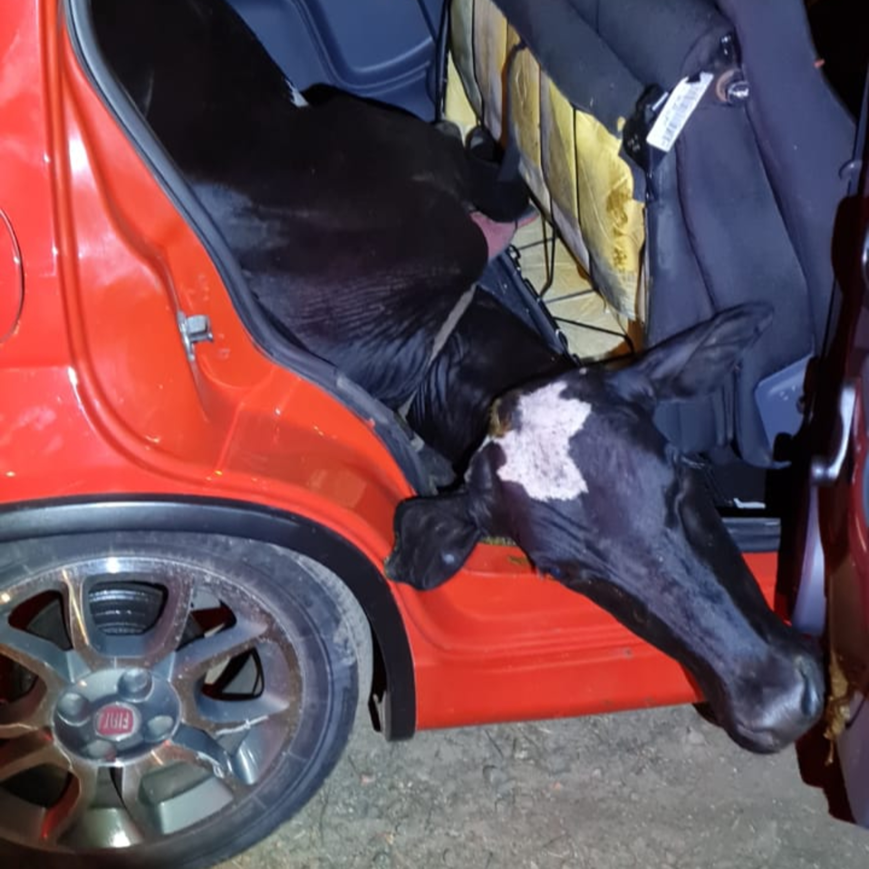 Inusitado: Quatro homens são presos por suspeita de roubo de uma vaca, o animal foi colocado dentro de um fiat uno episode artwork