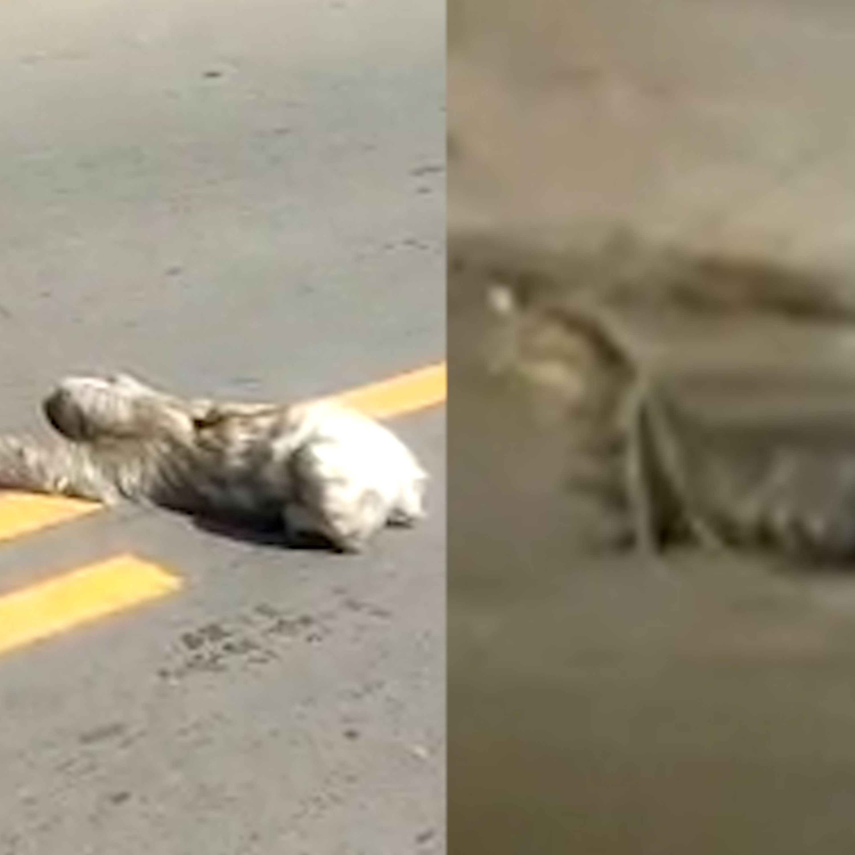 Vídeo Flagra JMD: Bicho-preguiça e jacaré roubam a cena em Caxias. episode artwork