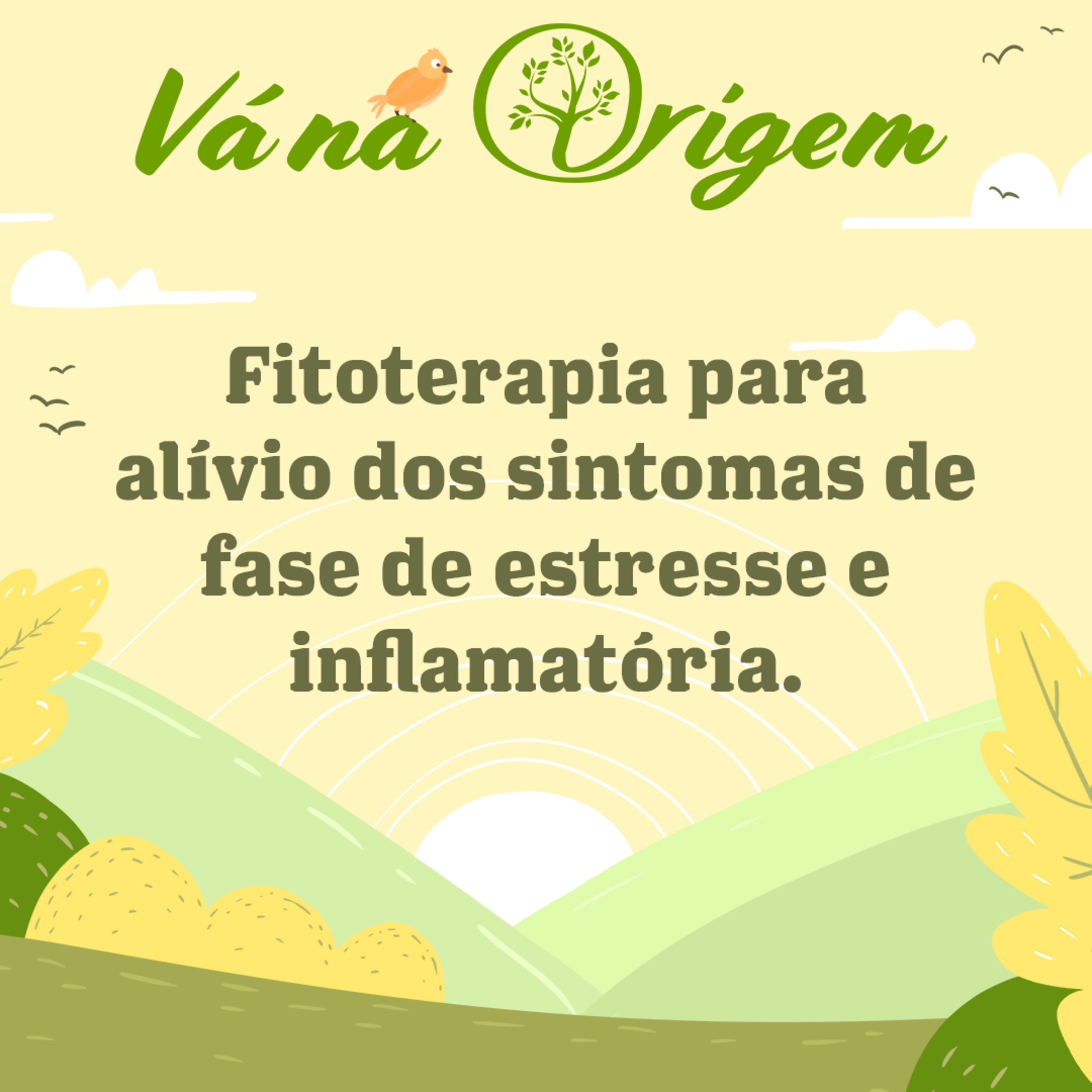 Fitoterapia para alívio dos sintomas de fase de estresse e inflamatória | Ivan Bonaldo EP 41 episode artwork