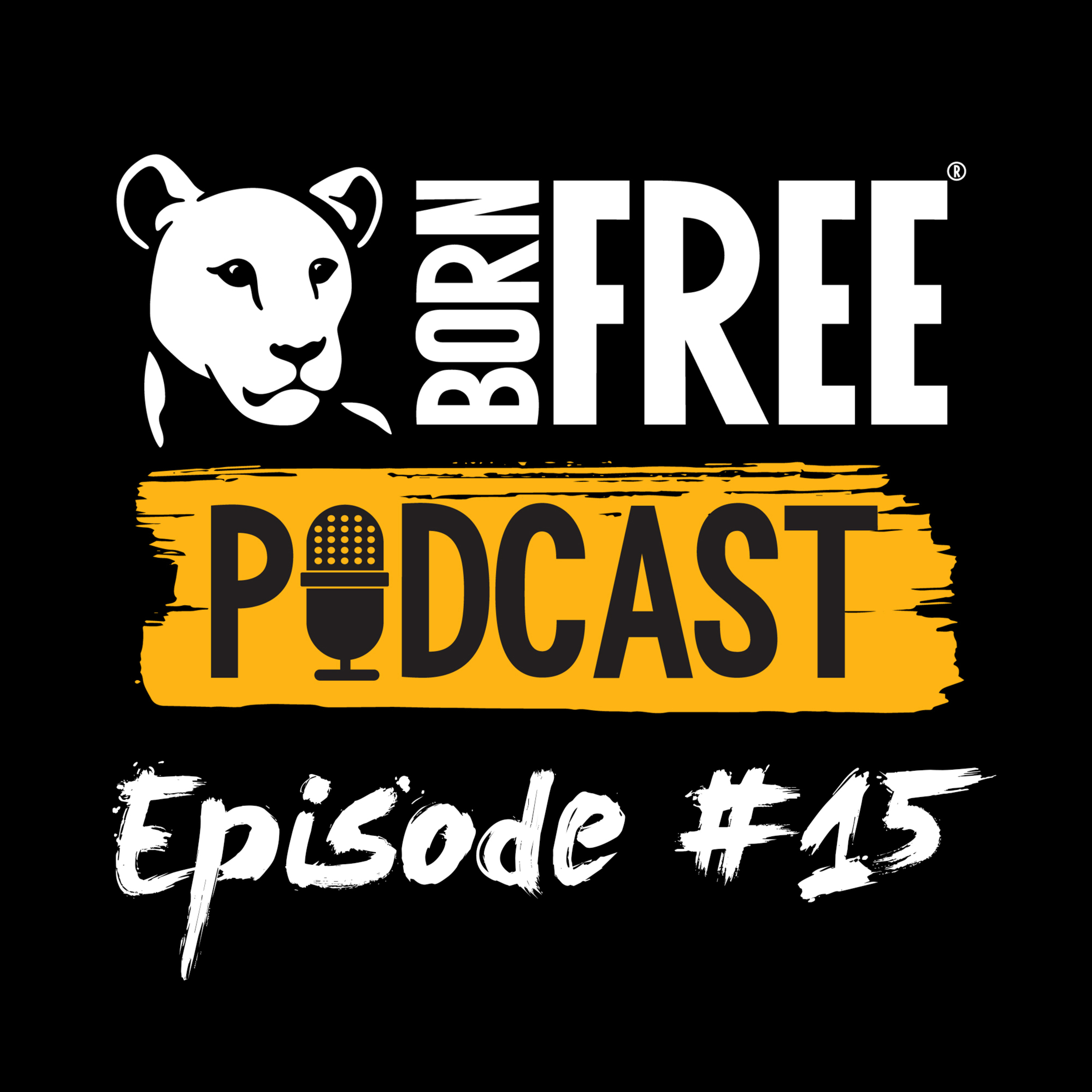The Sockstar Project episode artwork