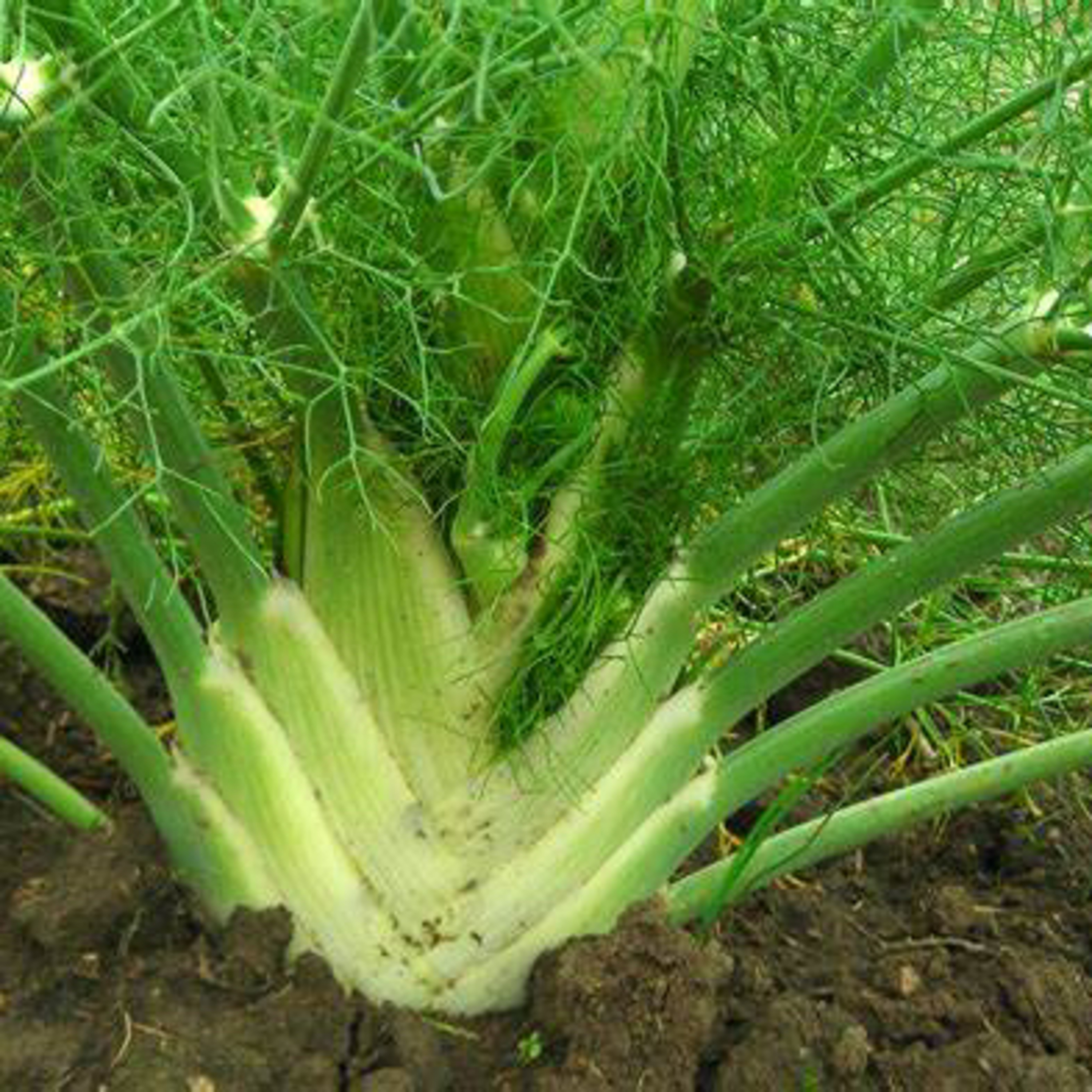 THE CHRONICLES OF CARMELA-FENNEL-FINNOCCHIO