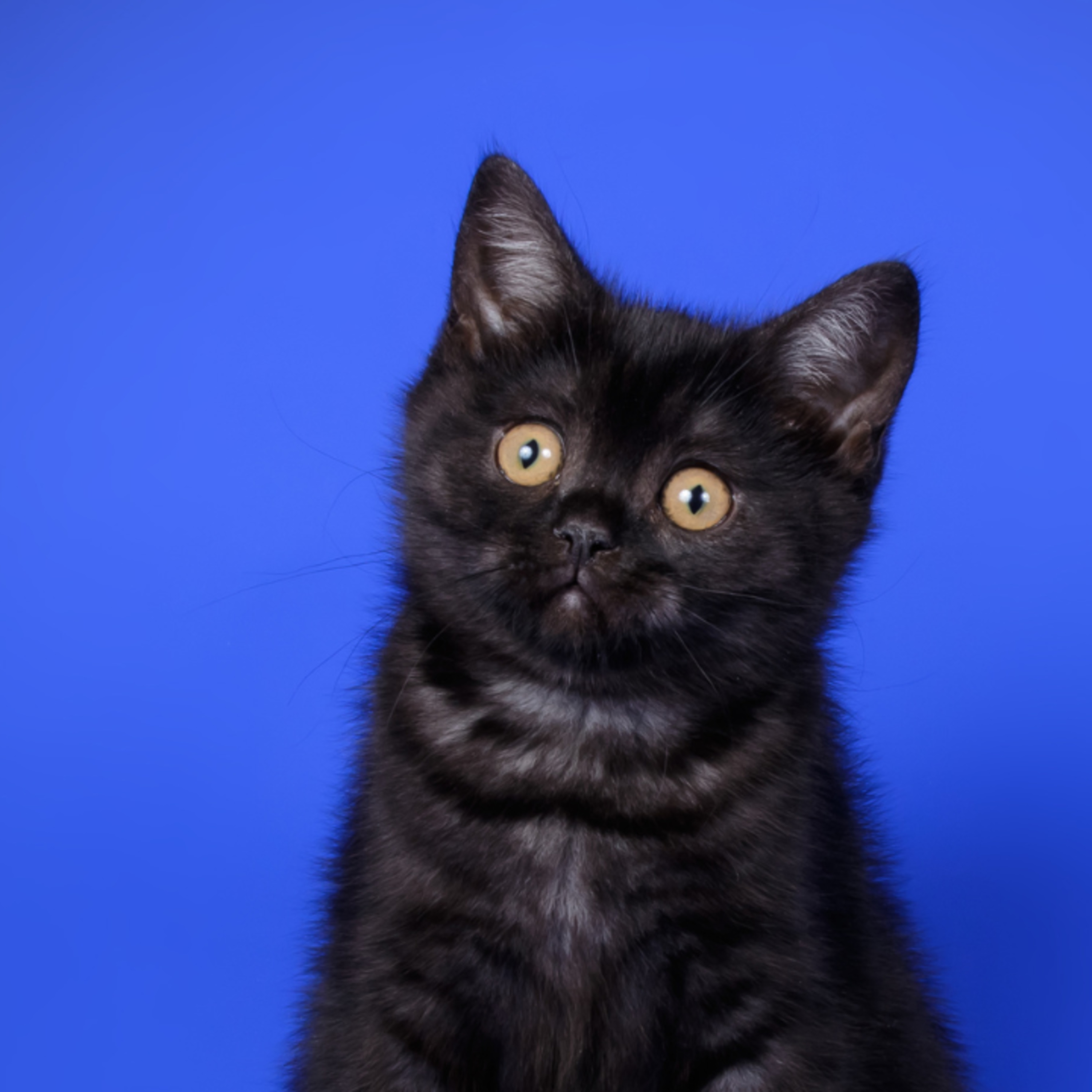 E02 - Pourquoi les chats sont comme nous ?