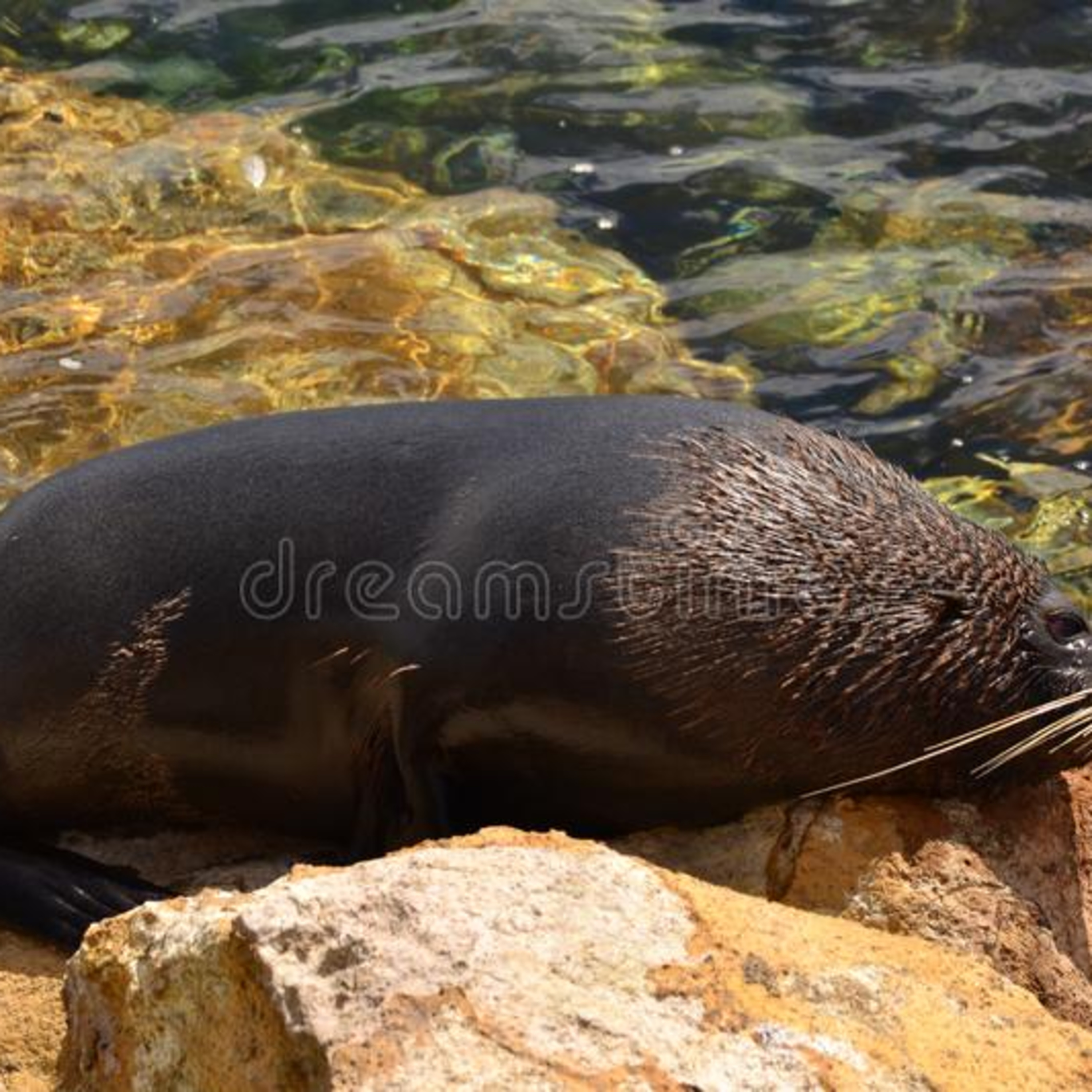 Chub Cast Ep. 1 - New Adult Life