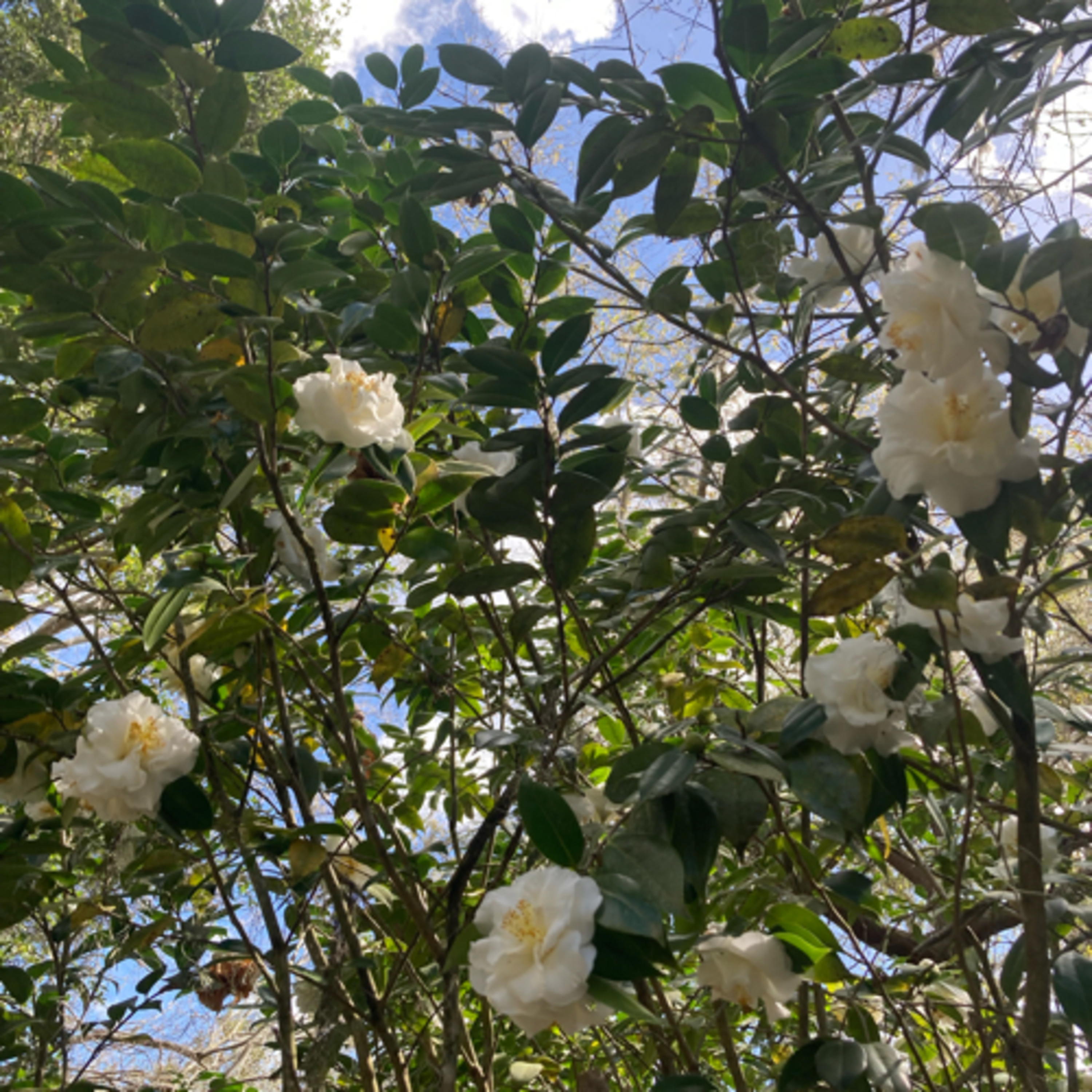 Kristina Schake episode artwork