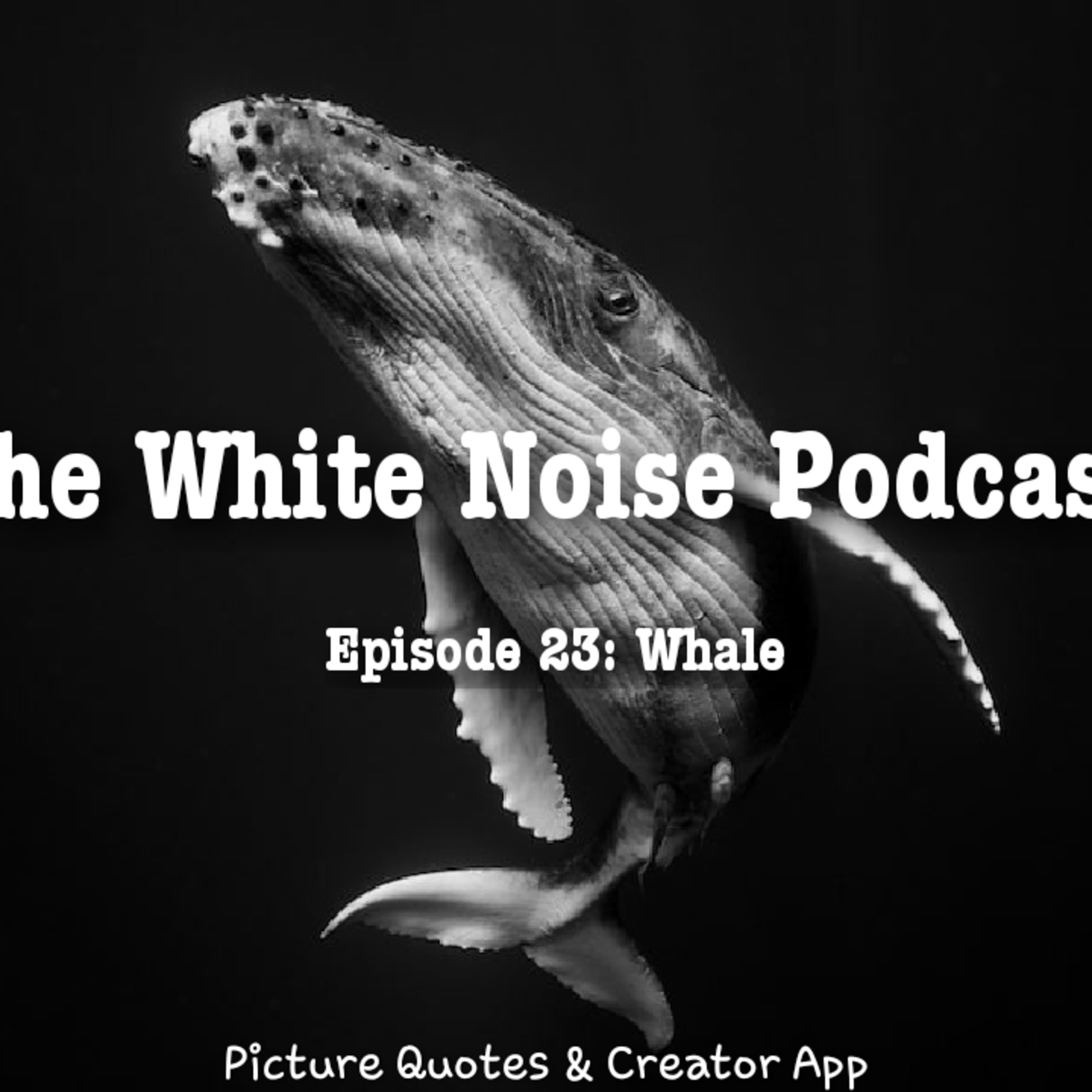 The White Noise Podcast: Its Just White Noise