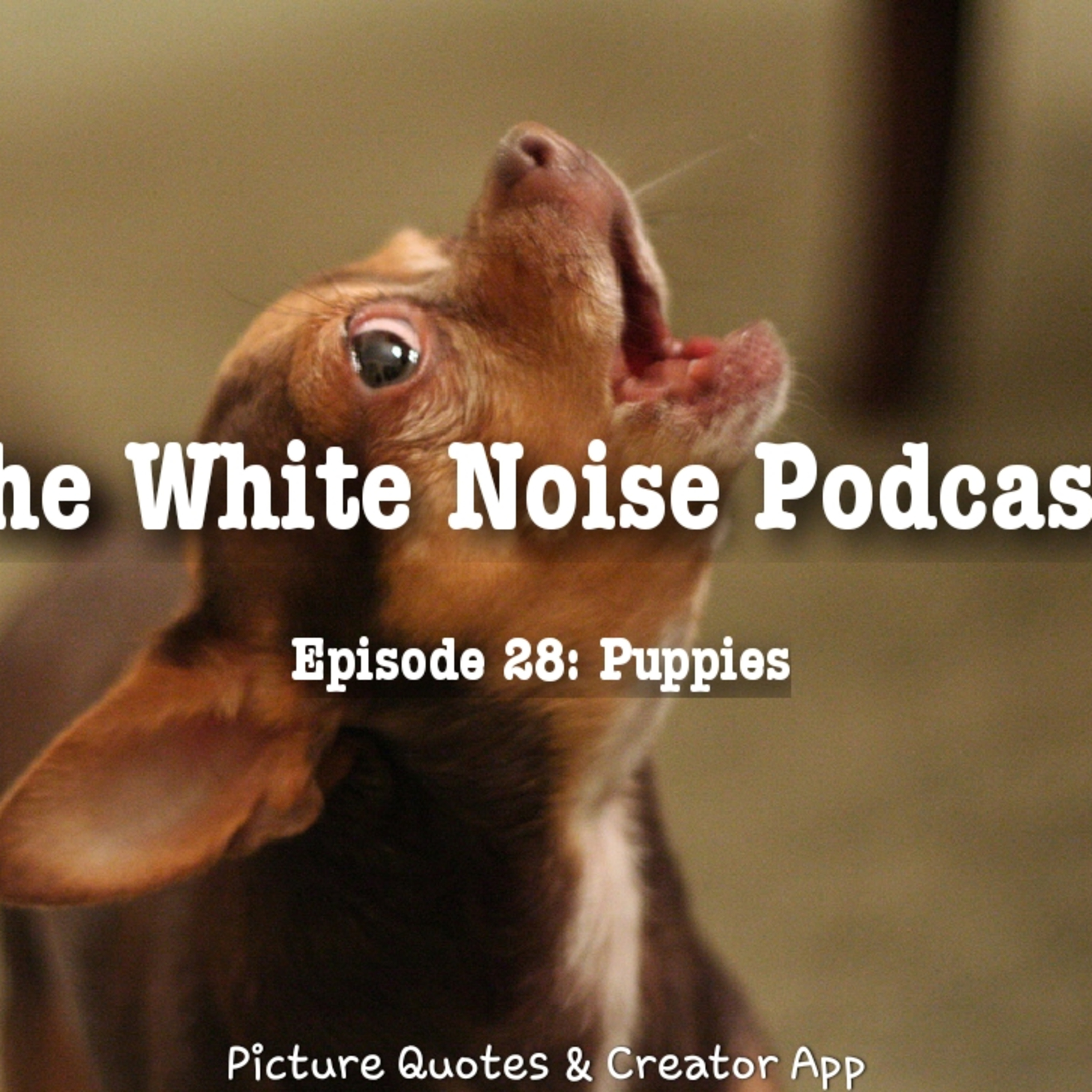 The White Noise Podcast: Its Just White Noise